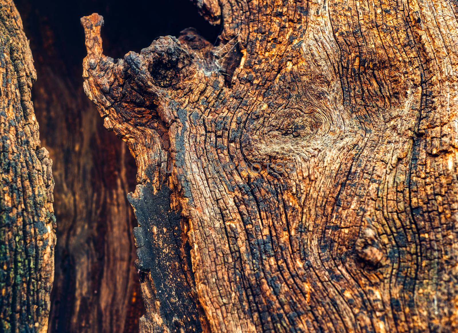 hollow in the old tree