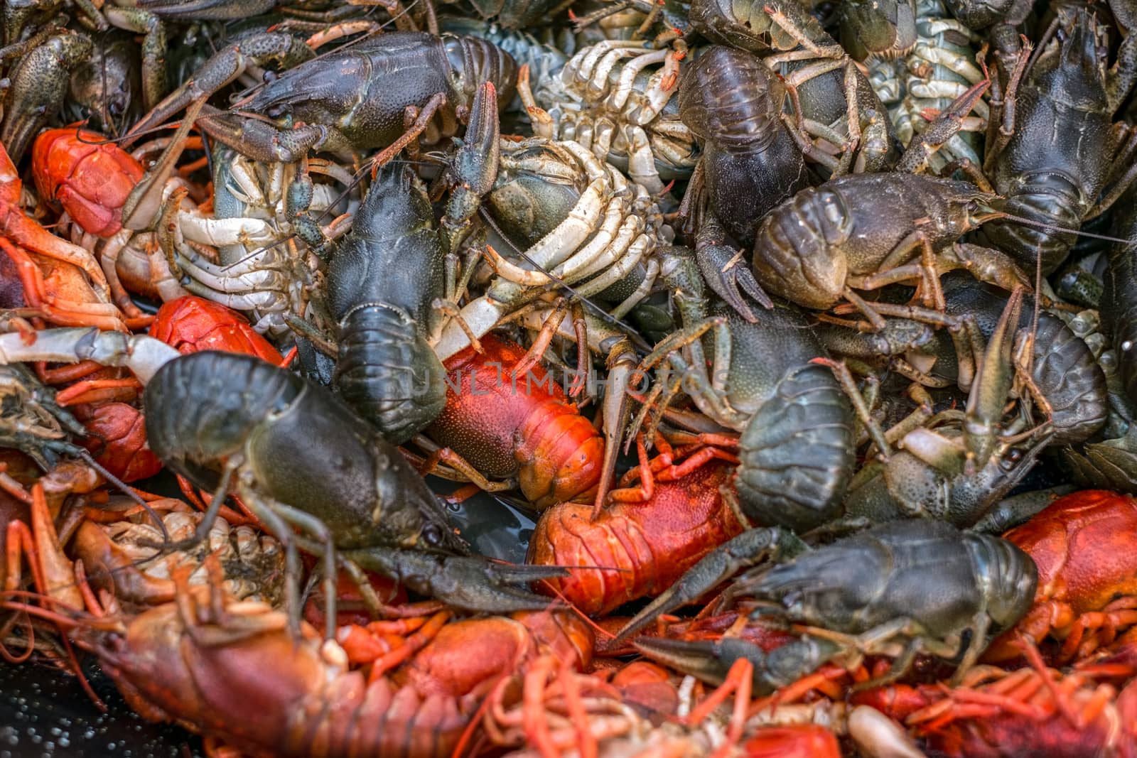 live fresh crayfish at the market stall