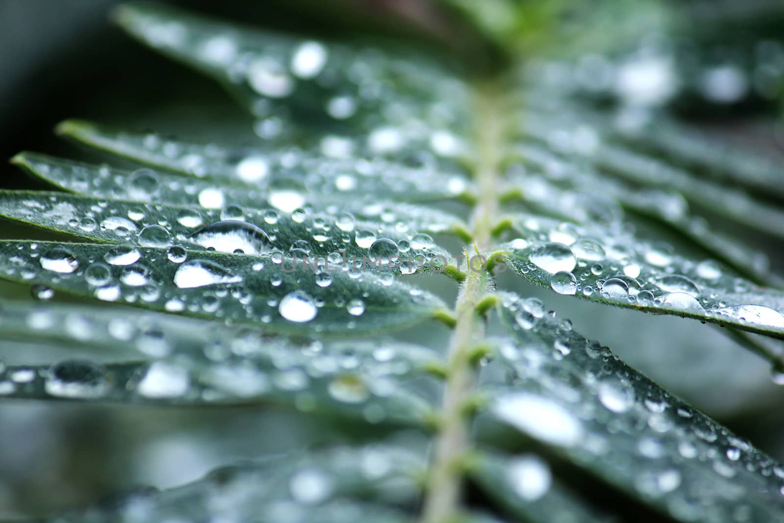 Drops on the leaves green after rain