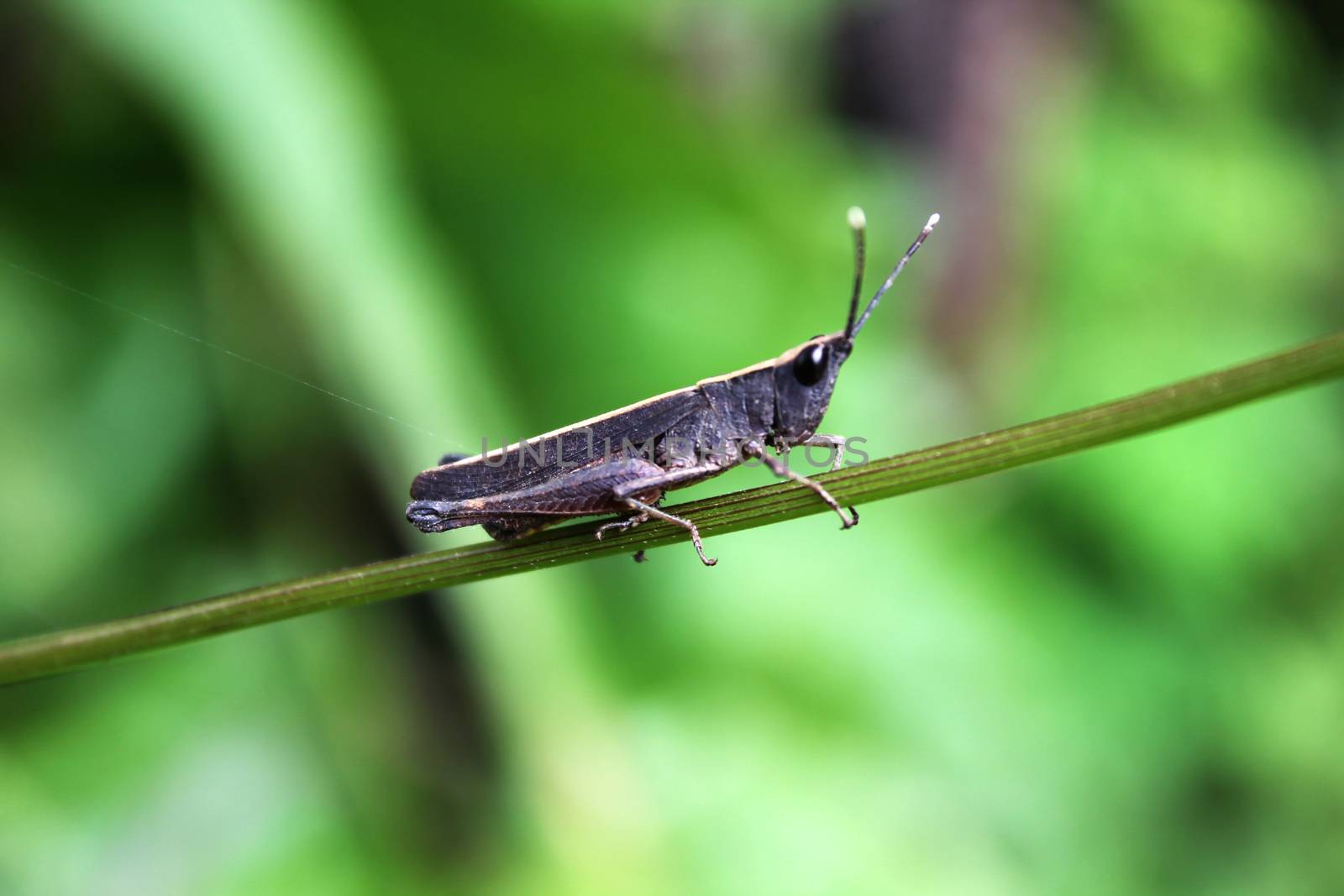 Grasshopper Brown on Grass on a branch