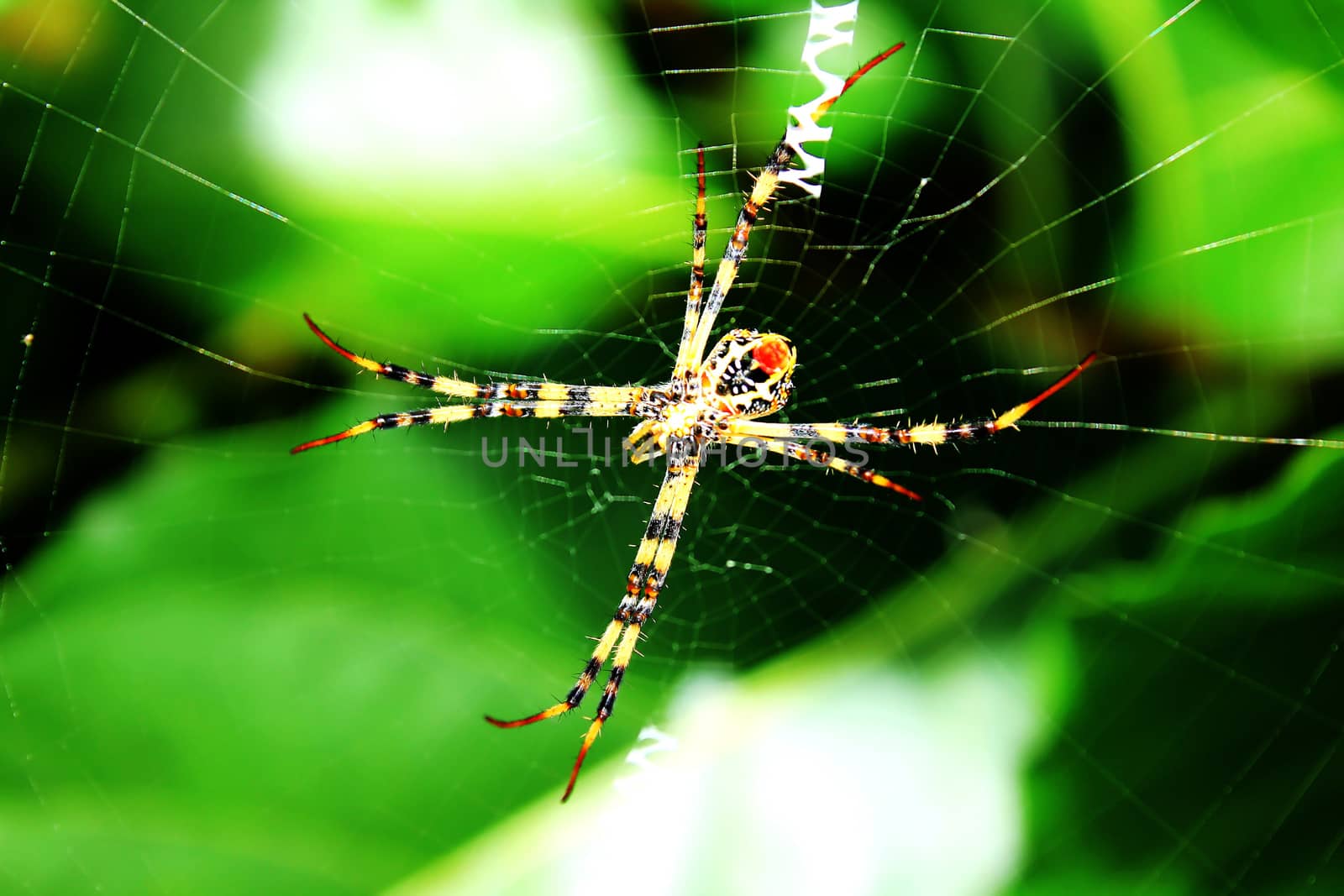 Multi-colored Argiope Spider is a poisonous spider. Is just a common pain and swelling Trait is not ferocious