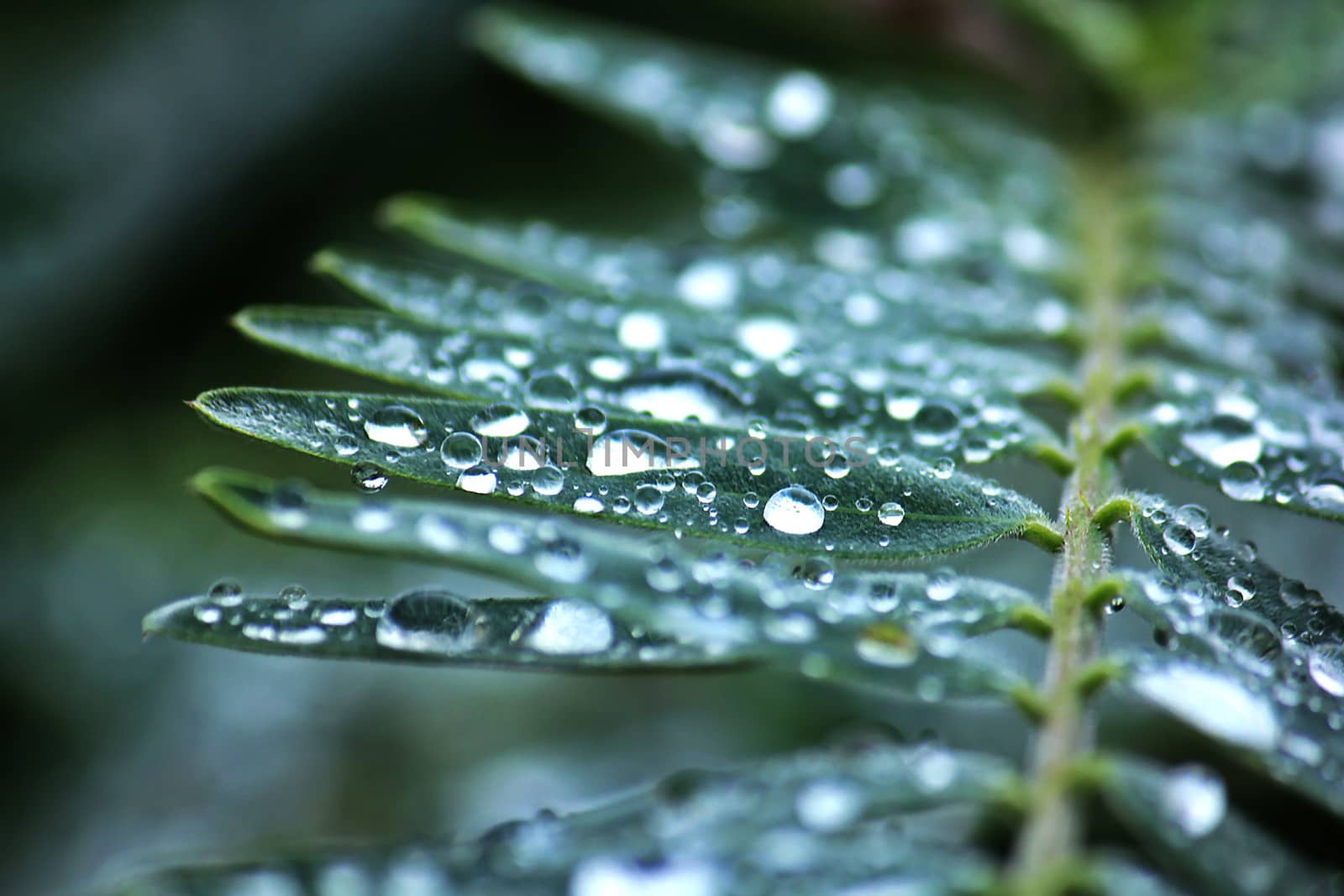 Drops on the leaves green after rain