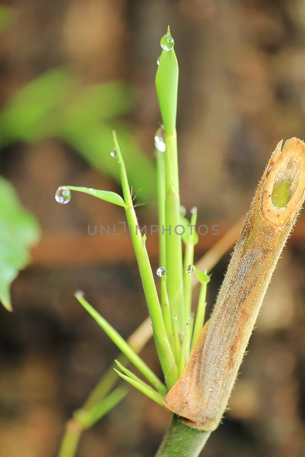 Drops on the leaves green after rain