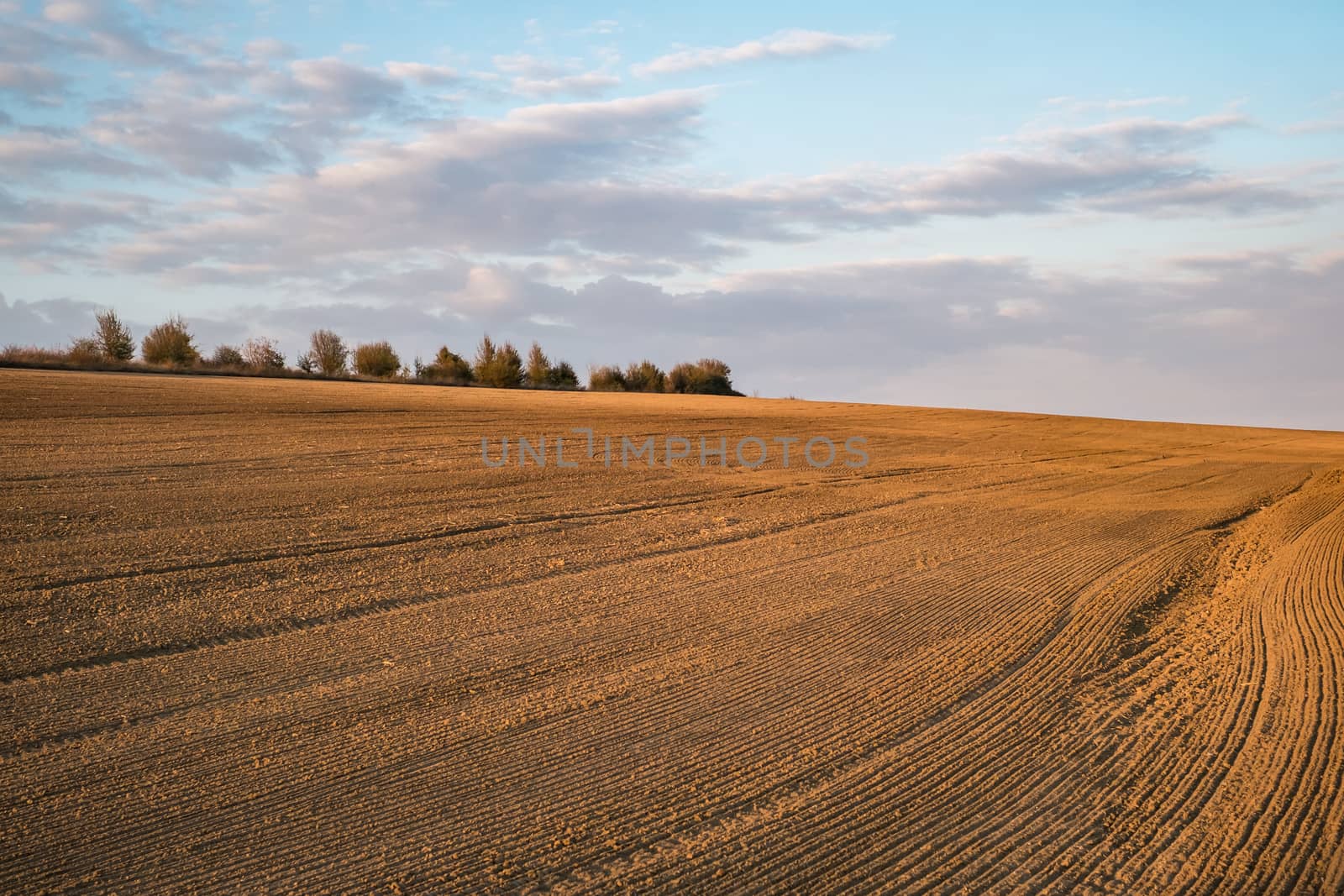 sunset over the agricultural field