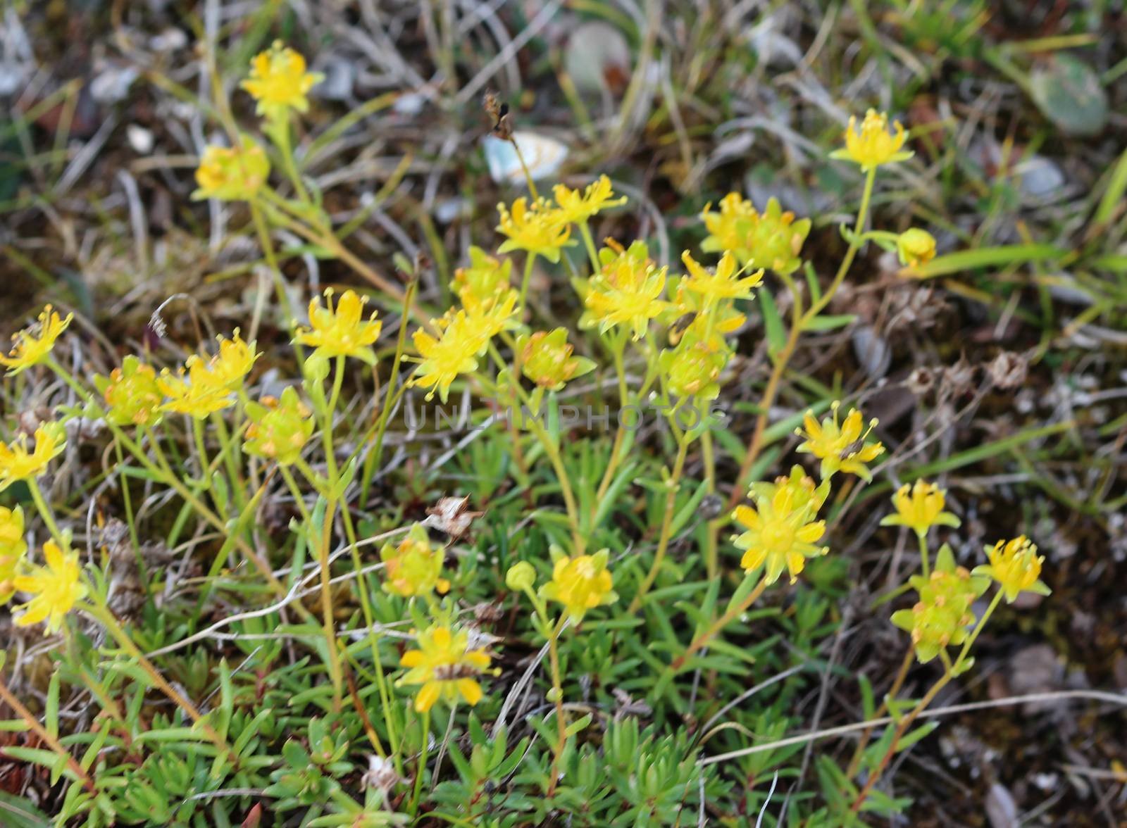 Close up of Saxifraga aizoides flower, also known as yellow mountain saxifrage or yellow saxifrage