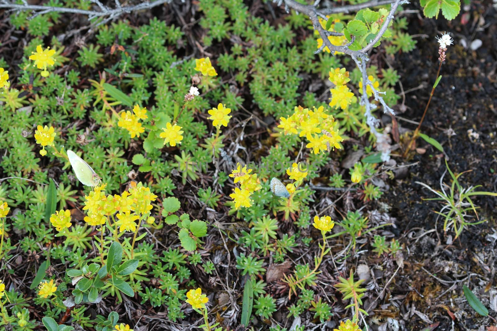 Close up of Saxifraga aizoides flower, also known as yellow mountain saxifrage or yellow saxifrage