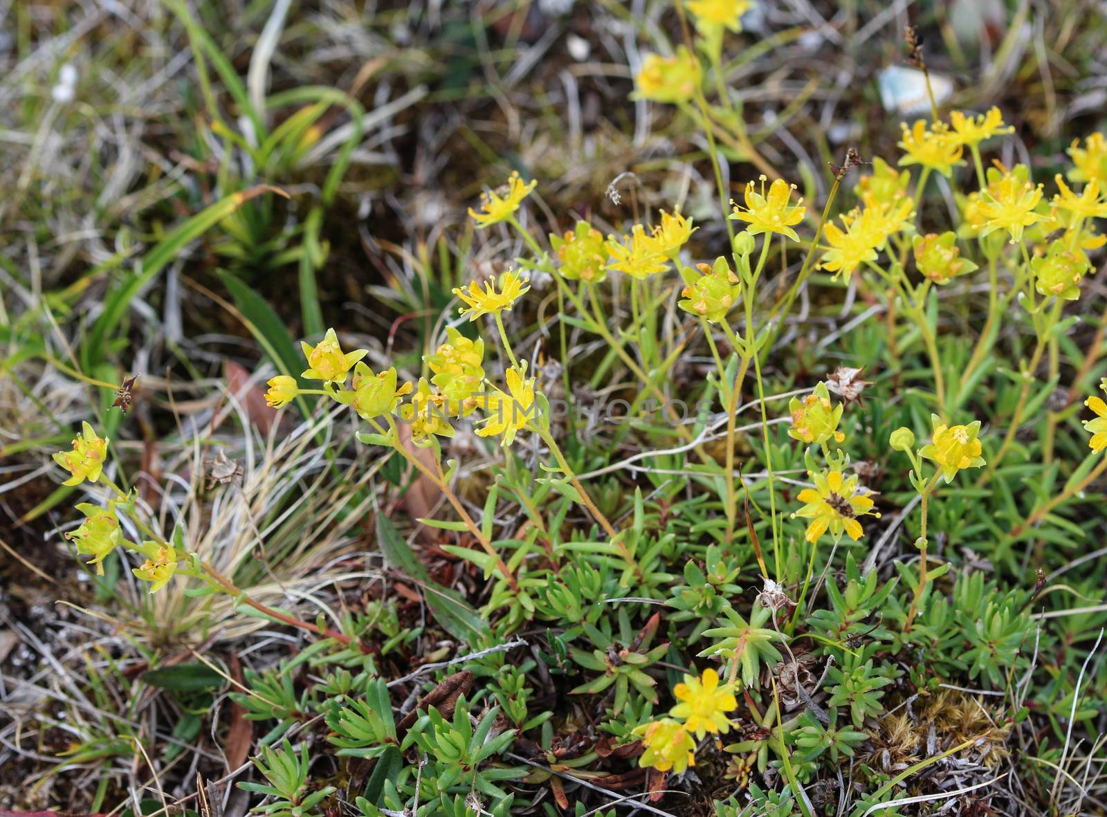 Saxifraga aizoides flower, also known as yellow mountain saxifrage or yellow saxifrage by michaelmeijer