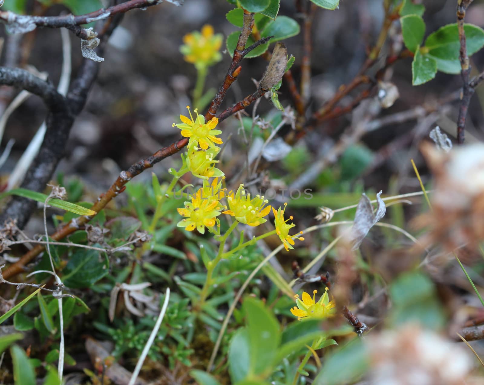 Close up of Saxifraga aizoides flower, also known as yellow mountain saxifrage or yellow saxifrage