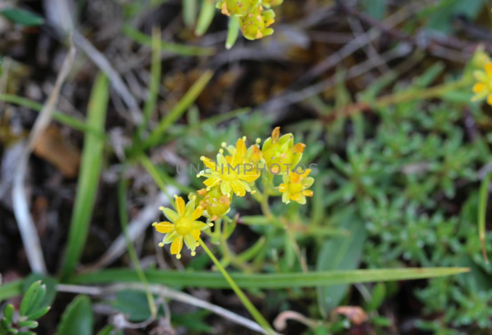 Close up of Saxifraga aizoides flower, also known as yellow mountain saxifrage or yellow saxifrage