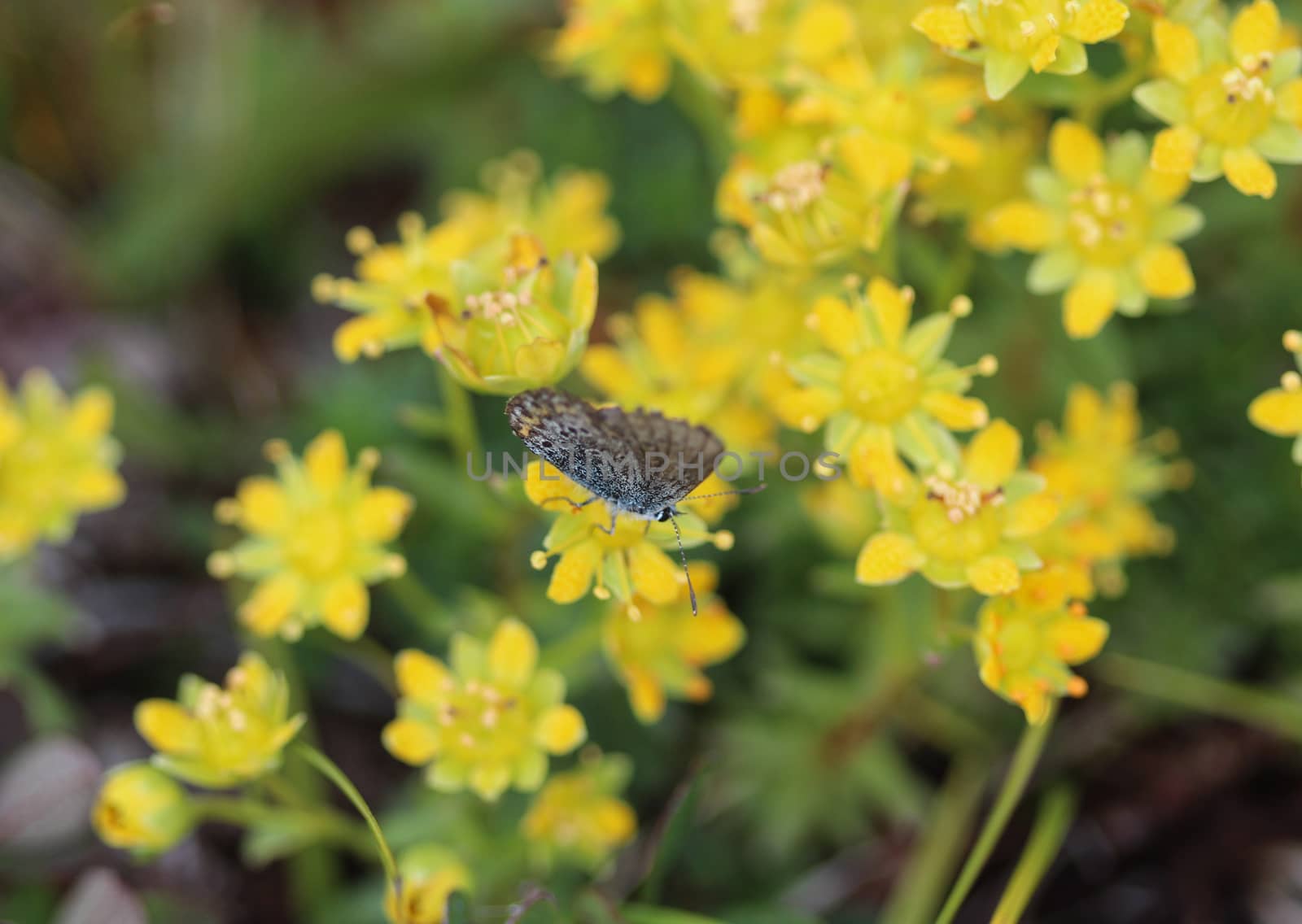 Close up of Saxifraga aizoides flower, also known as yellow mountain saxifrage or yellow saxifrage