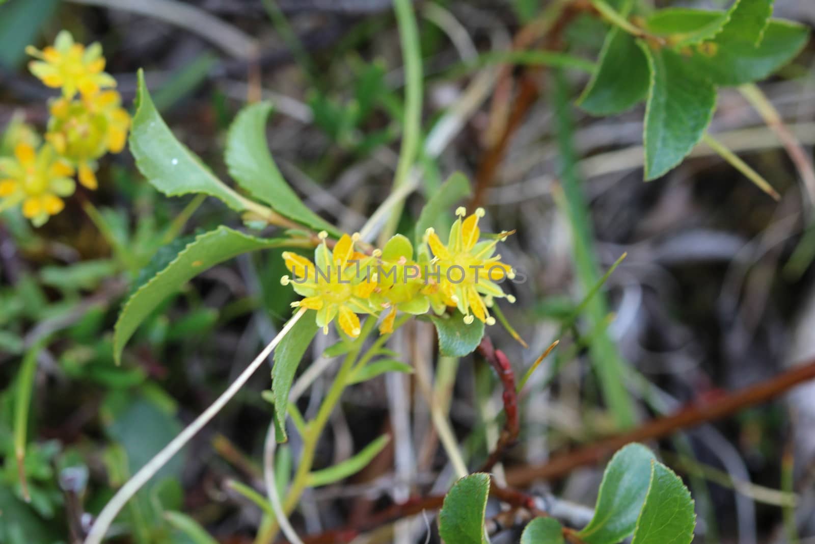 Close up of Saxifraga aizoides flower, also known as yellow mountain saxifrage or yellow saxifrage