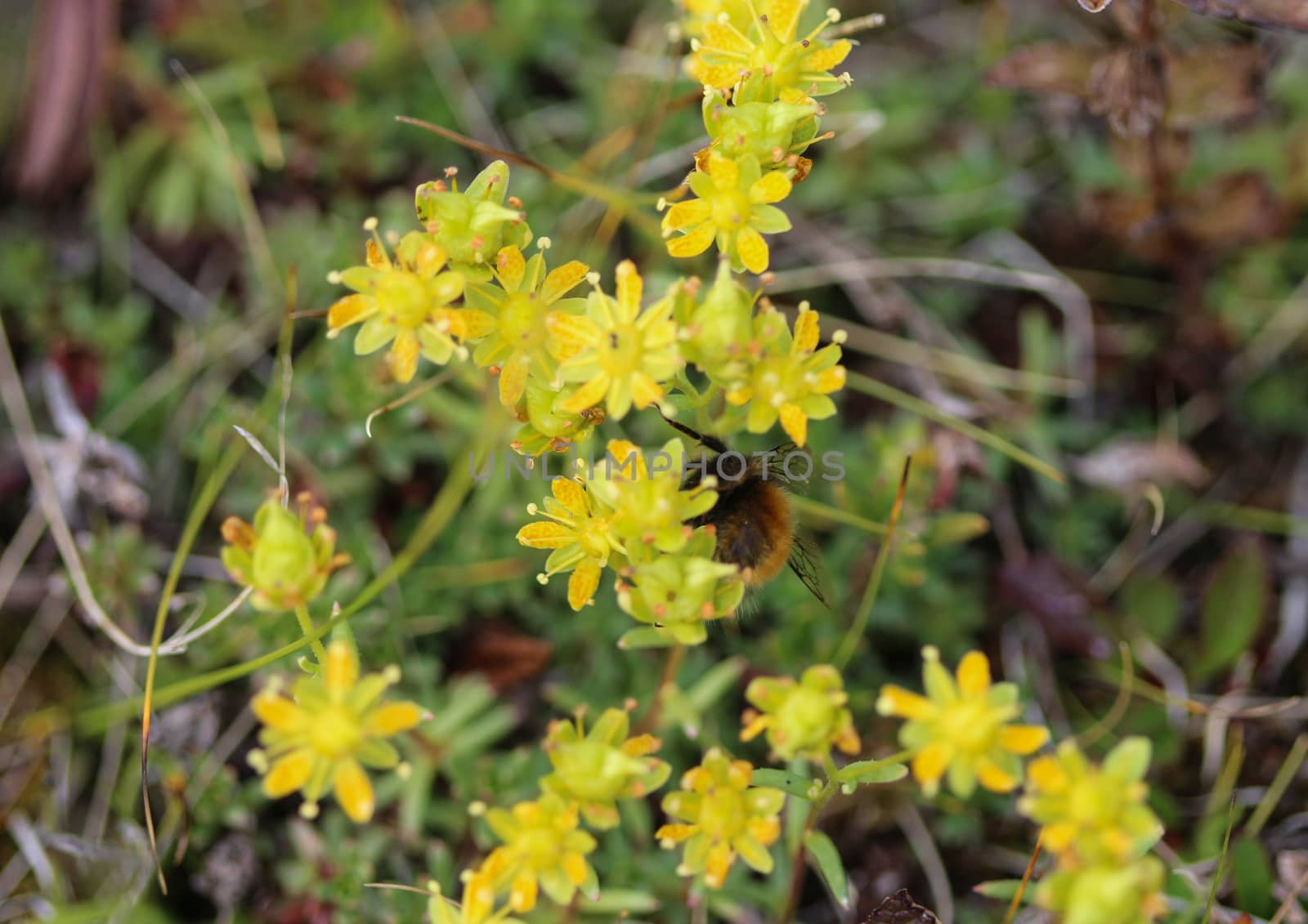 Saxifraga aizoides flower, also known as yellow mountain saxifrage or yellow saxifrage by michaelmeijer