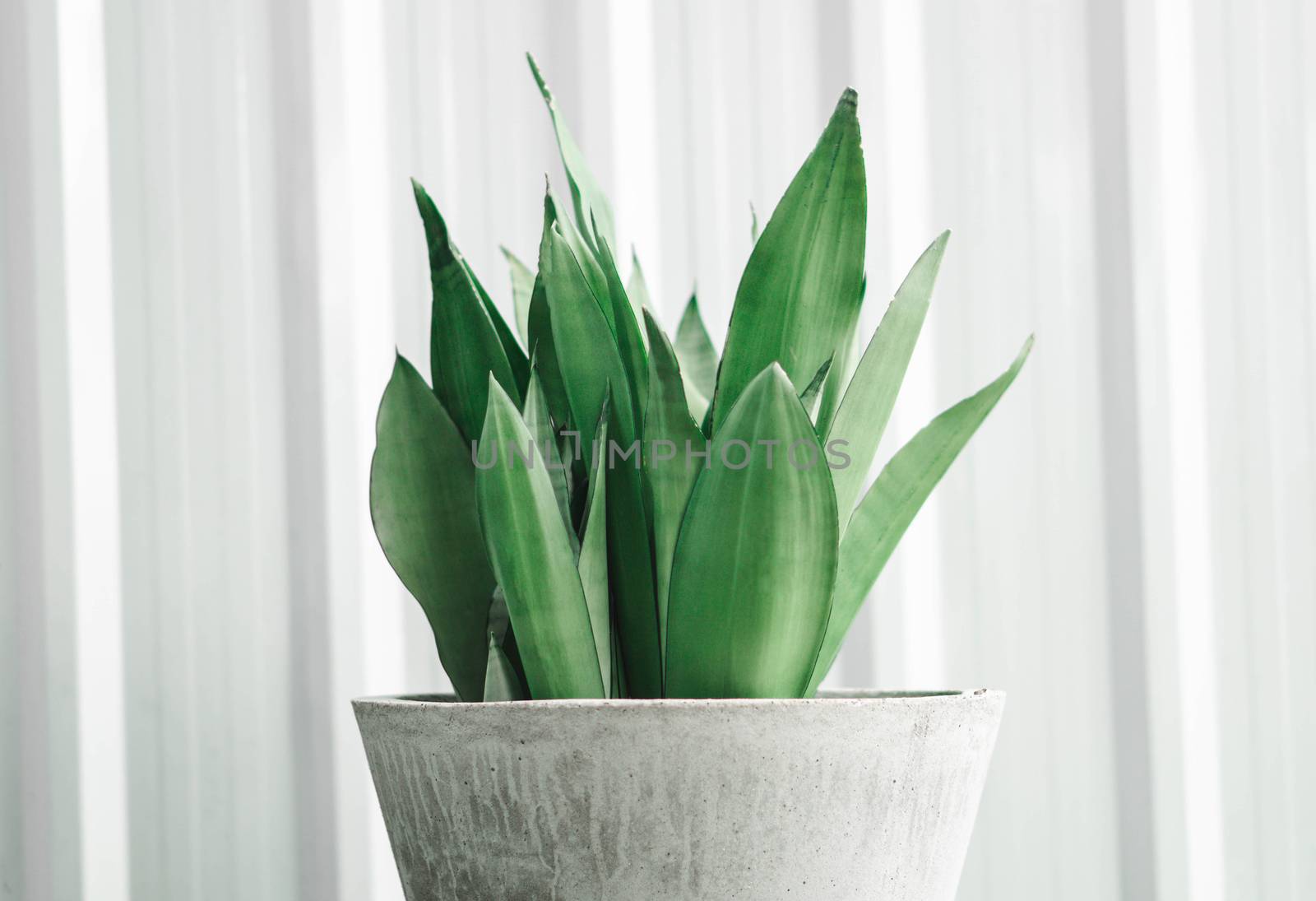  Closeup Decorative sansevieria plant in pot by pt.pongsak@gmail.com