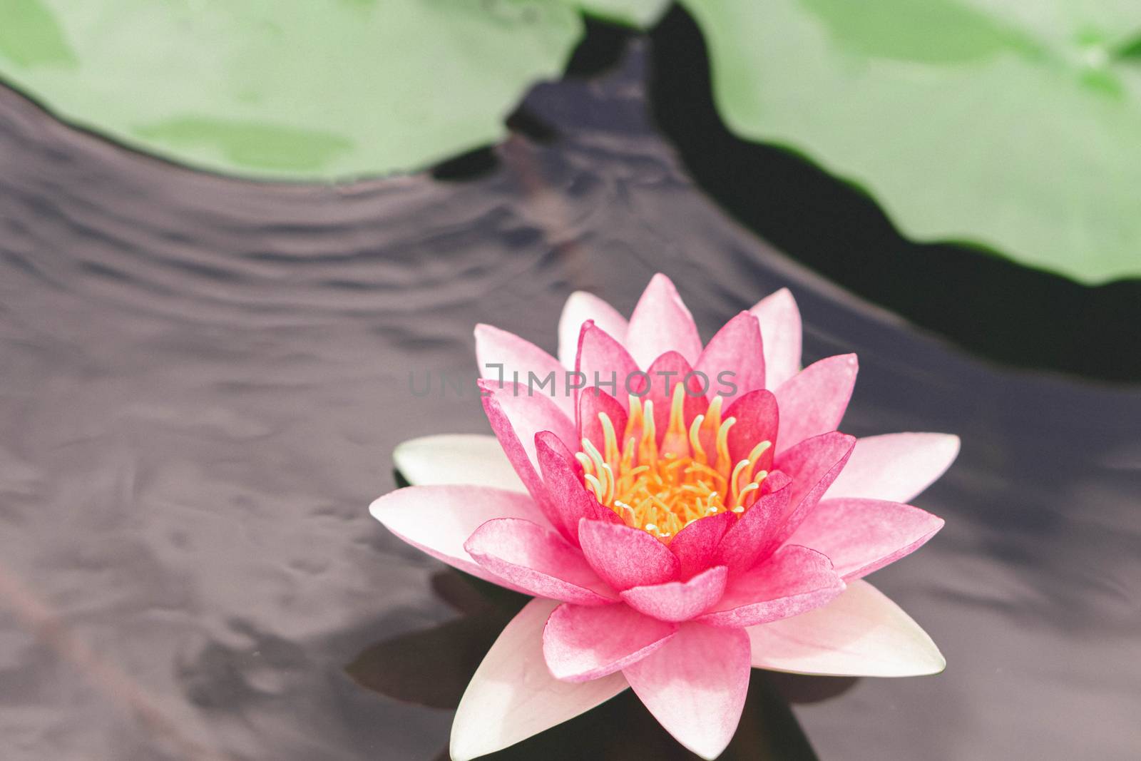 Close up pink lotus flower plant with green leaves, selective focus