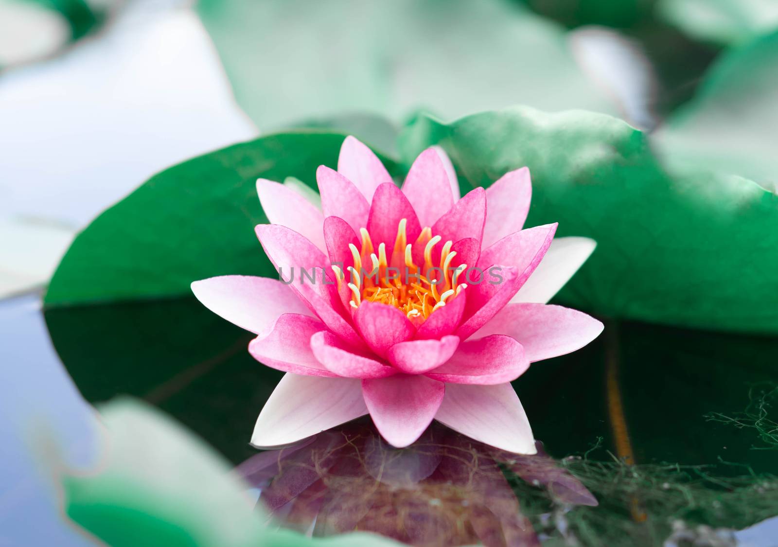 Close up pink lotus flower plant with green leaves, selective focus