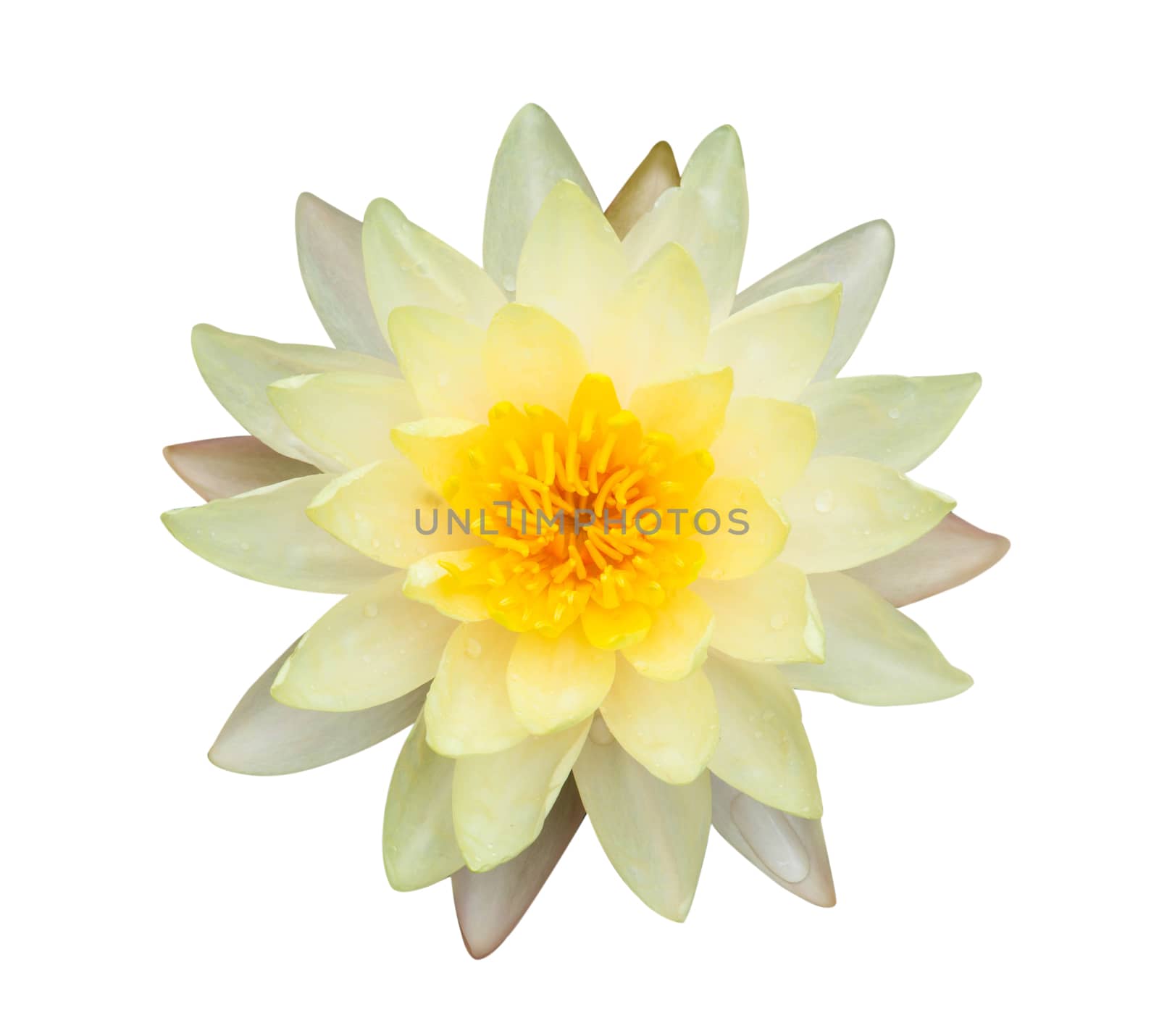 Closeup yellow lotus flower plant isolated on white background by pt.pongsak@gmail.com