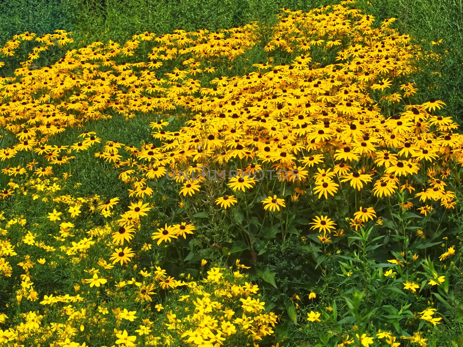 Killespark Stuttgart in Germany - Yellow blooming coneflower carpet by Stimmungsbilder