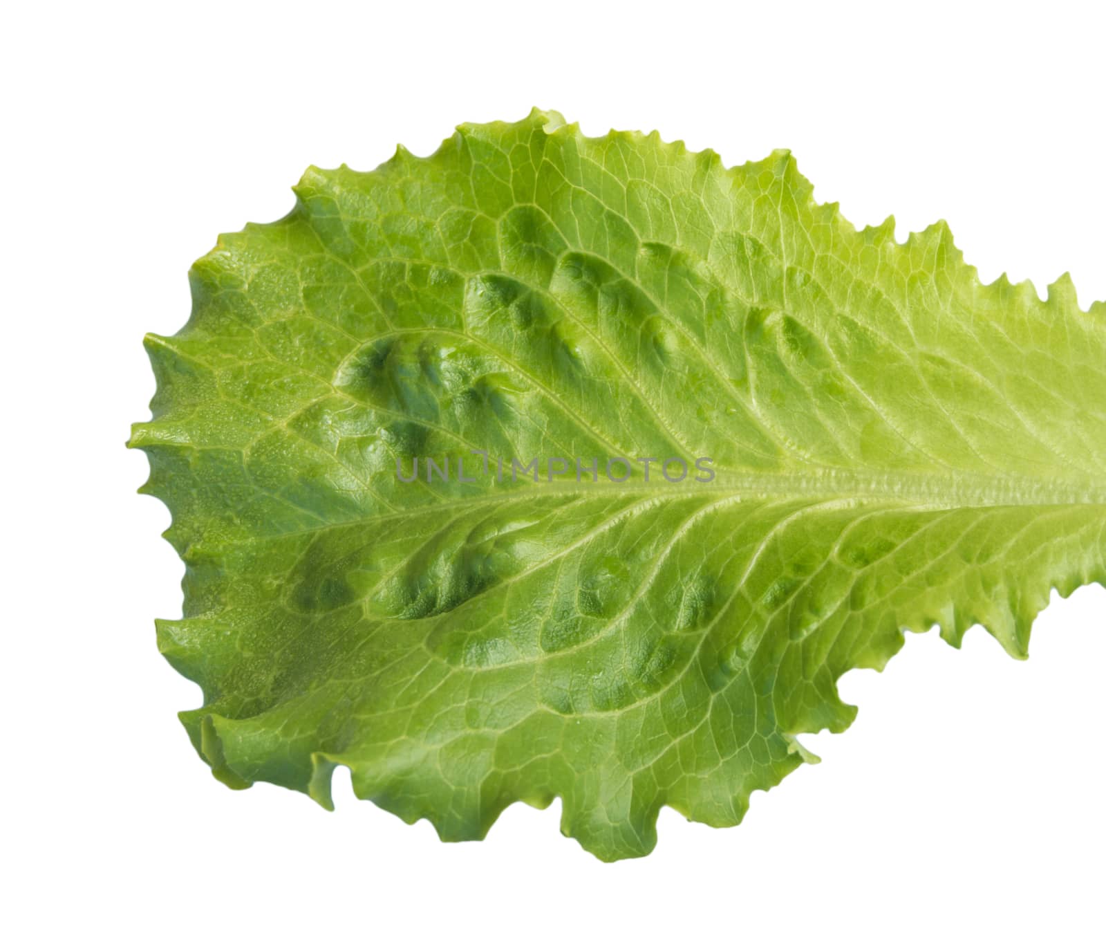 Fresh lettuce, one leaf isolated on a white background, close-up by claire_lucia
