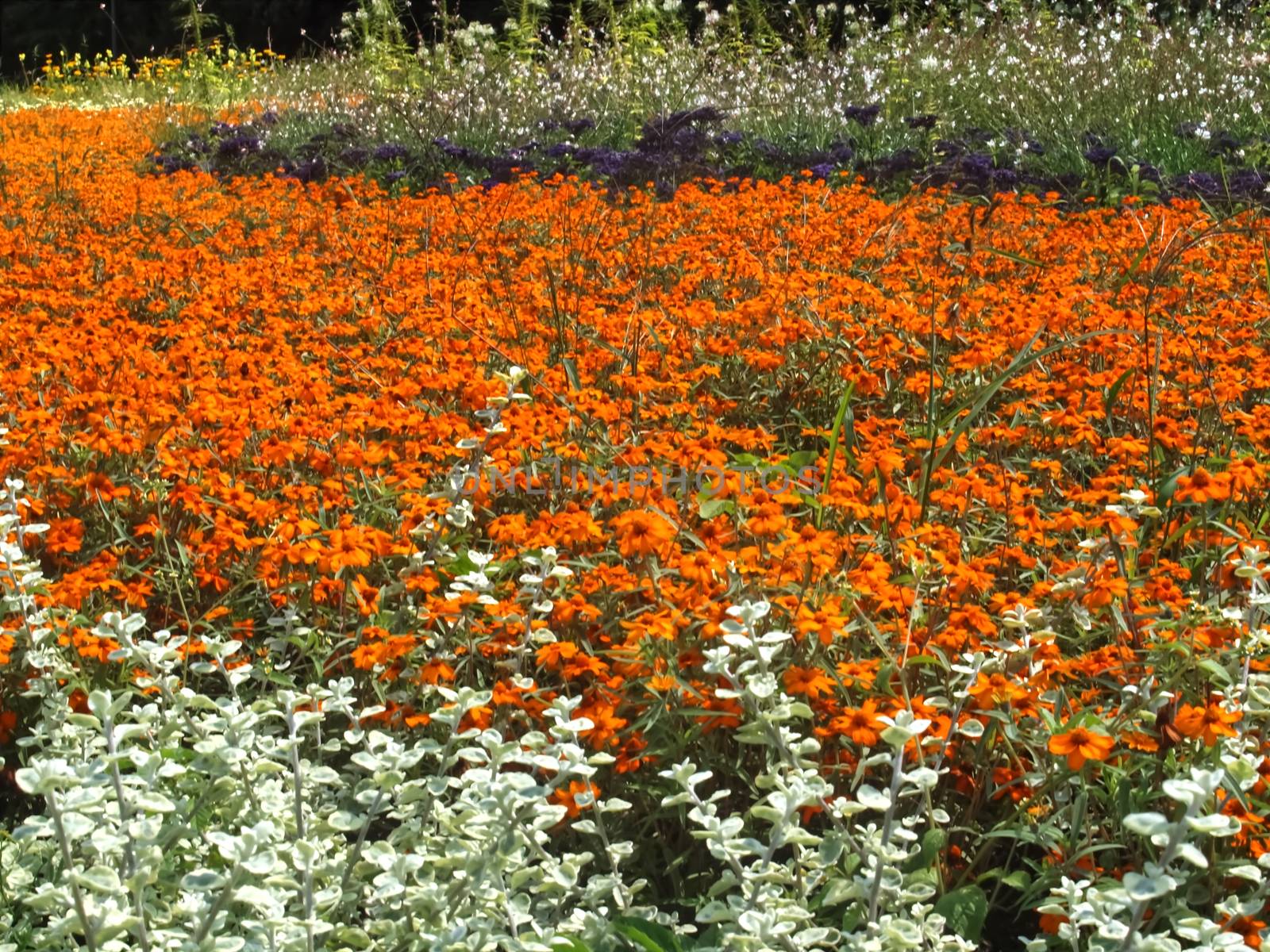 Killespark Stuttgart in Germany - Orange blooming zinnias carpet by Stimmungsbilder
