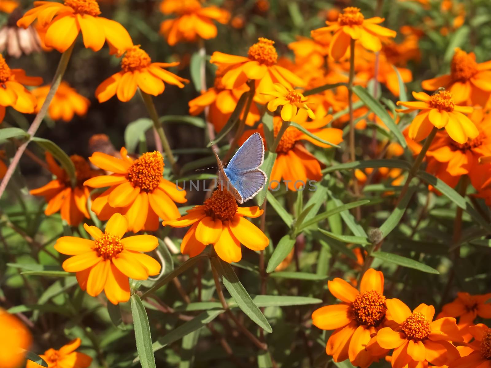 Killespark Stuttgart in Germany - Orange blooming zinnias carpet with a blue butterfly by Stimmungsbilder
