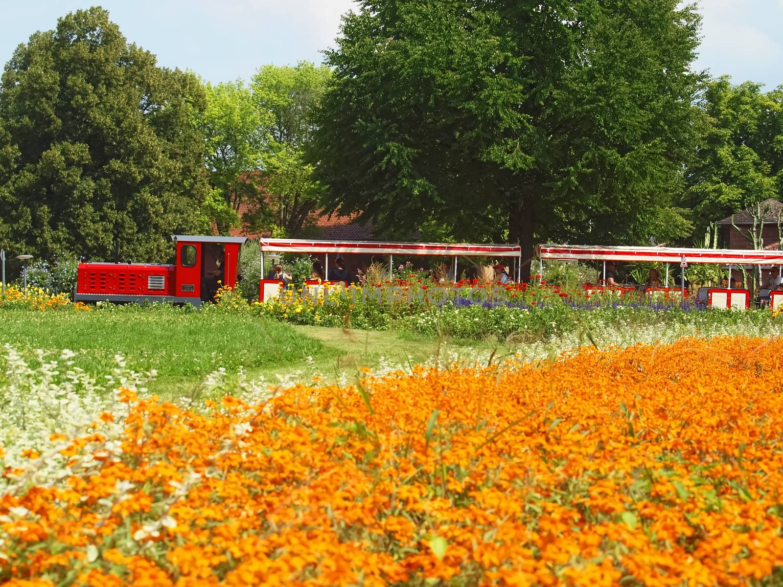Killespark Stuttgart in Germany - Orange blooming zinnias carpet with a train by Stimmungsbilder