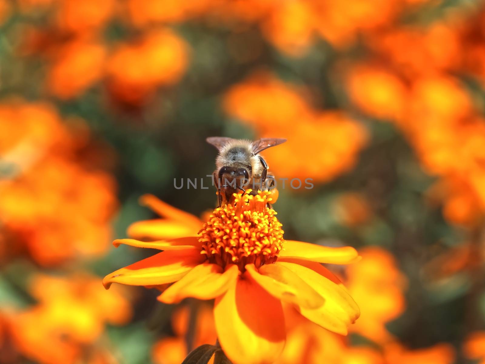 Closeup of a honey bee collecting pollen on orange zinnia flowers by Stimmungsbilder