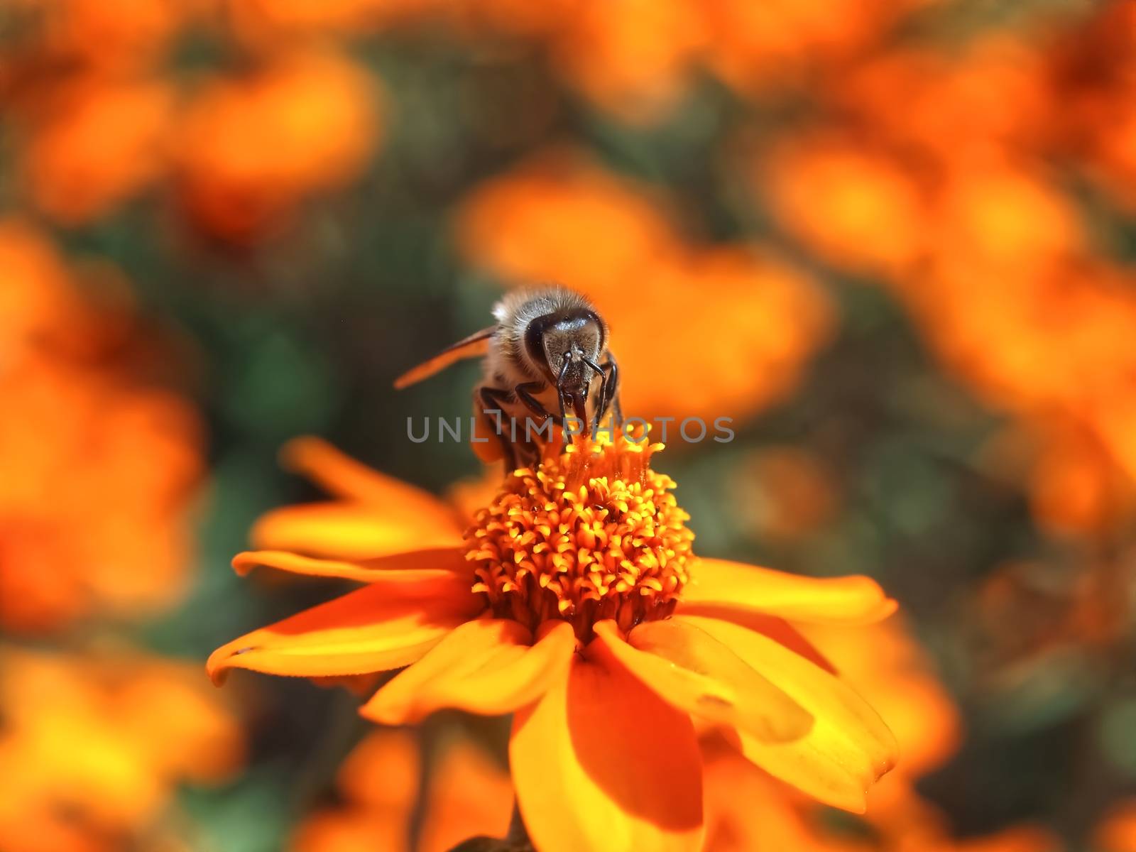 Closeup of a honey bee collecting pollen on orange zinnia flowers by Stimmungsbilder