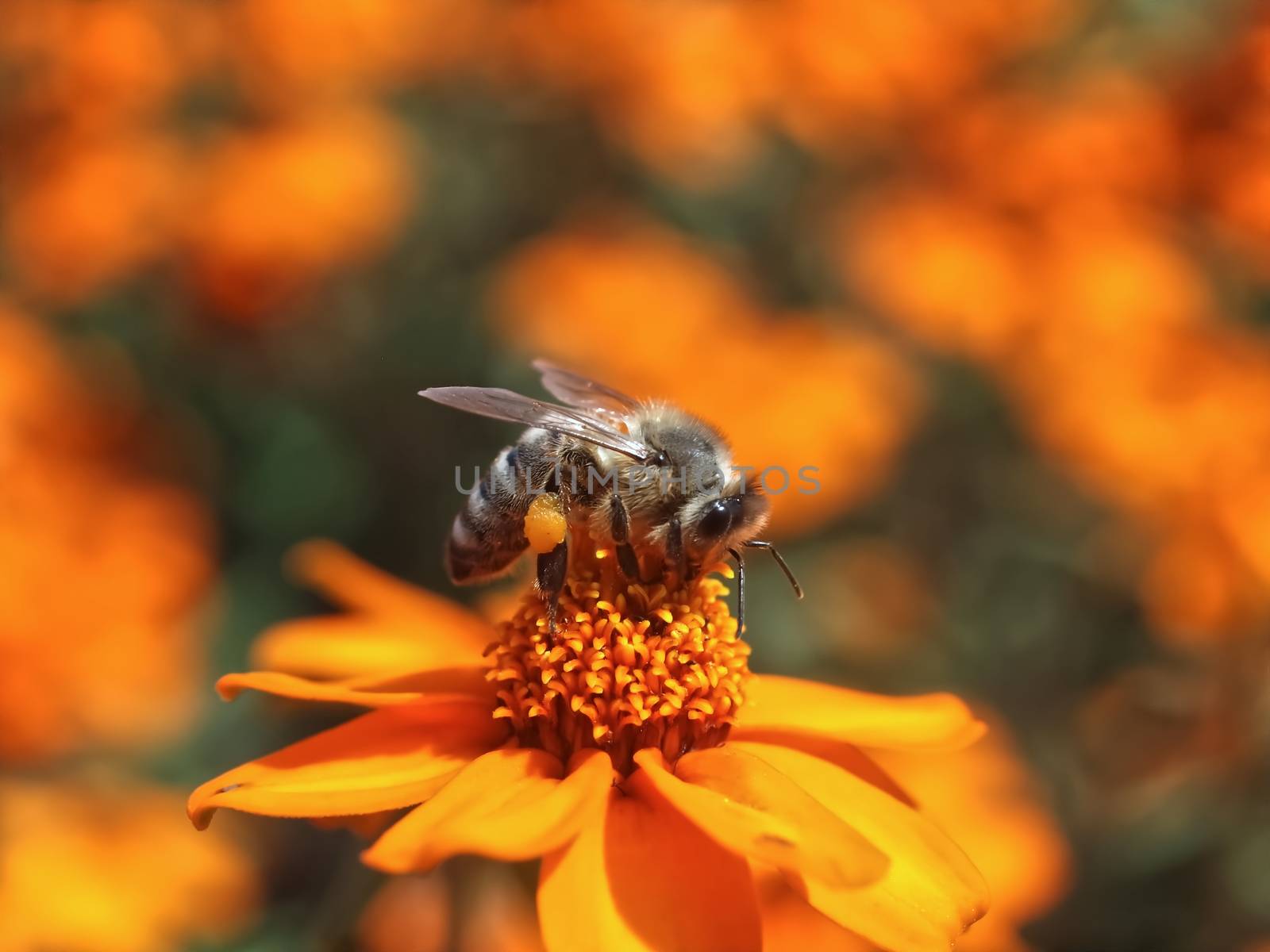 Closeup of a honey bee collecting pollen on orange zinnia flowers by Stimmungsbilder