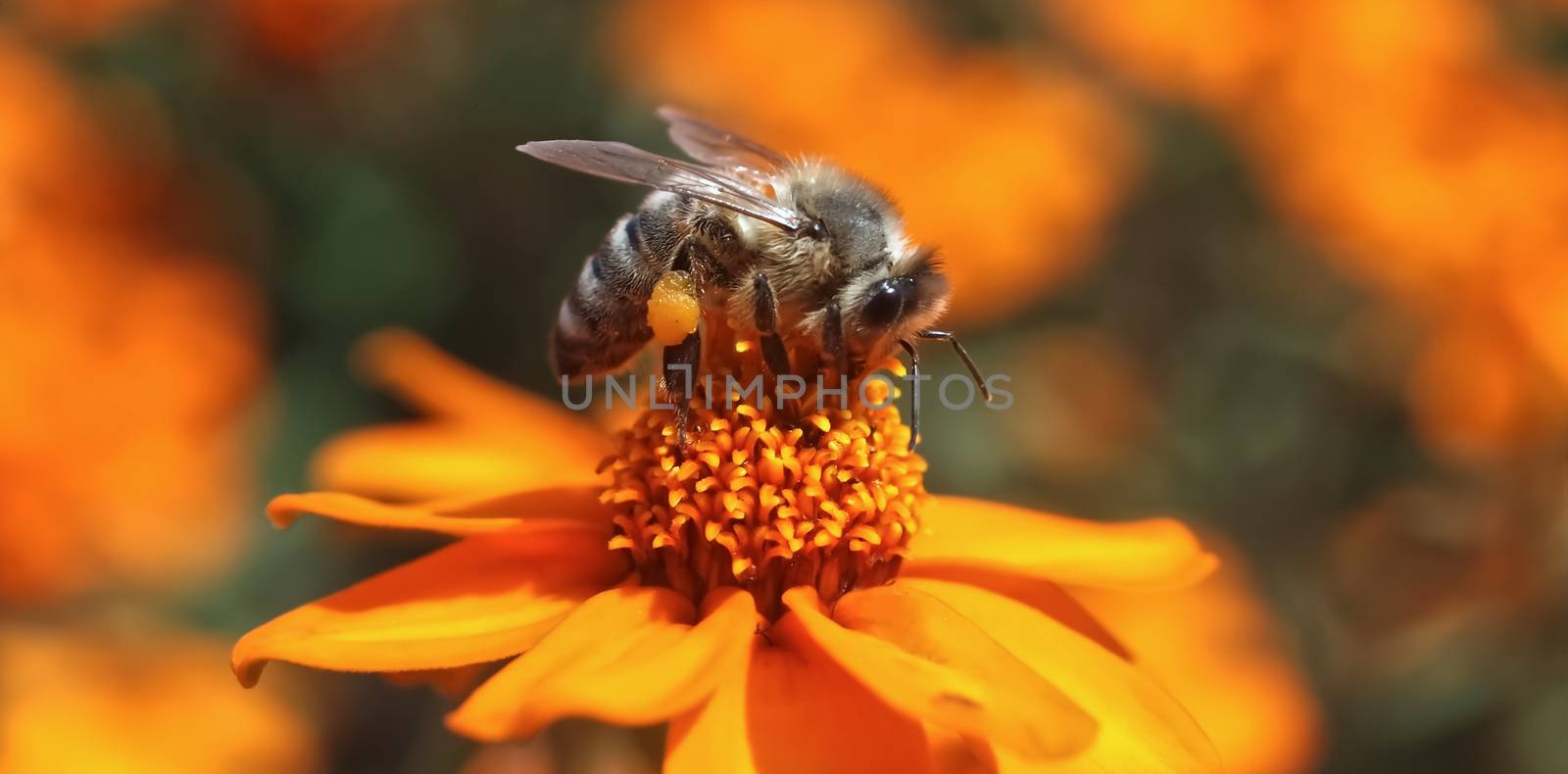 Beautiful macro of a honey bee, team worker on an orange zinnia flower