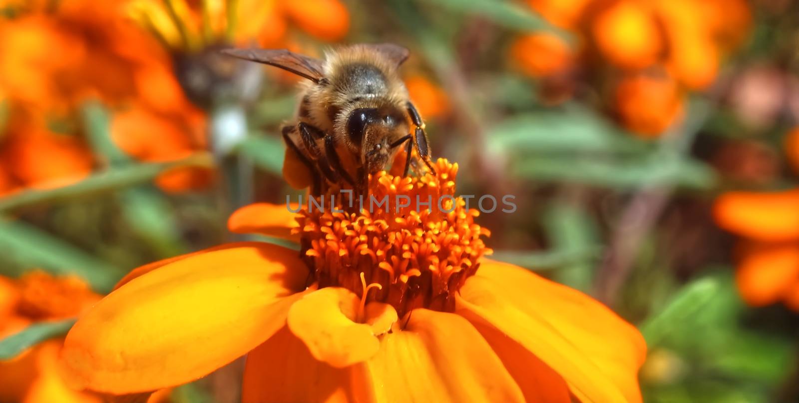 Beautiful macro of a honey bee, team worker on an orange zinnia flower