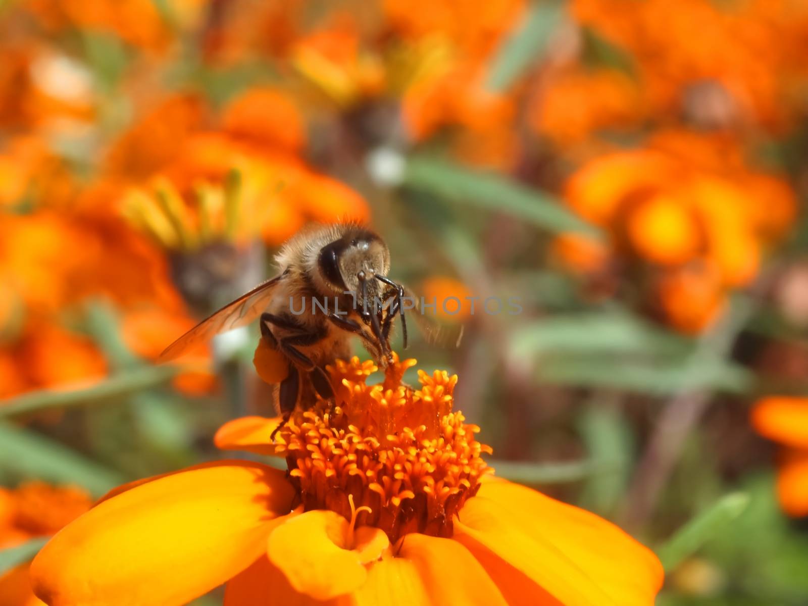 Beautiful macro of a honey bee, team worker on an orange zinnia flower