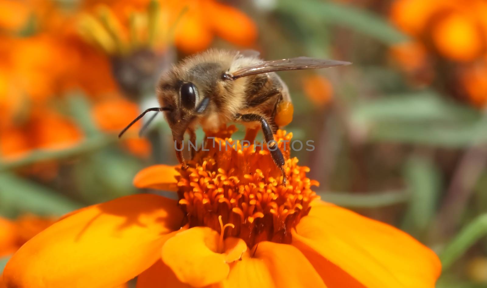 Closeup of a honey bee collecting pollen on orange zinnia flowers by Stimmungsbilder