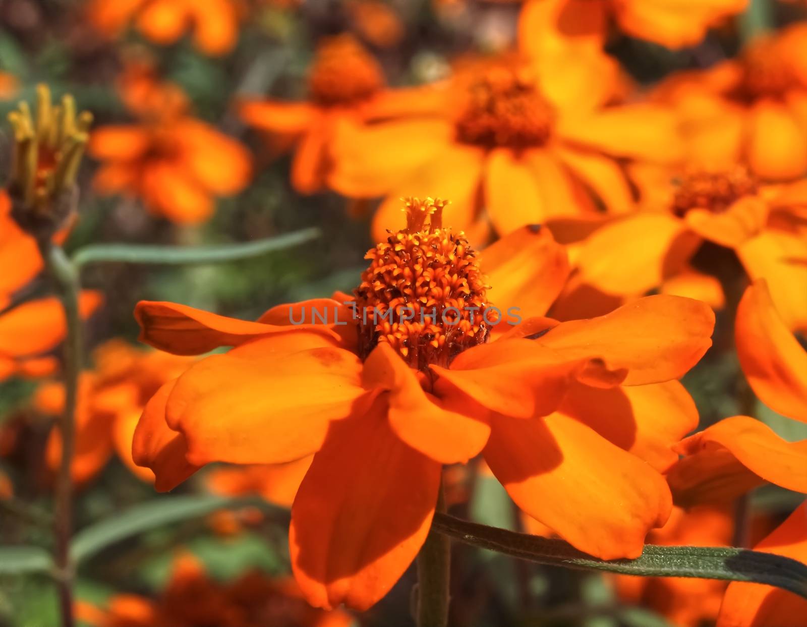 Killespark Stuttgart in Germany - Orange blooming zinnias carpet by Stimmungsbilder