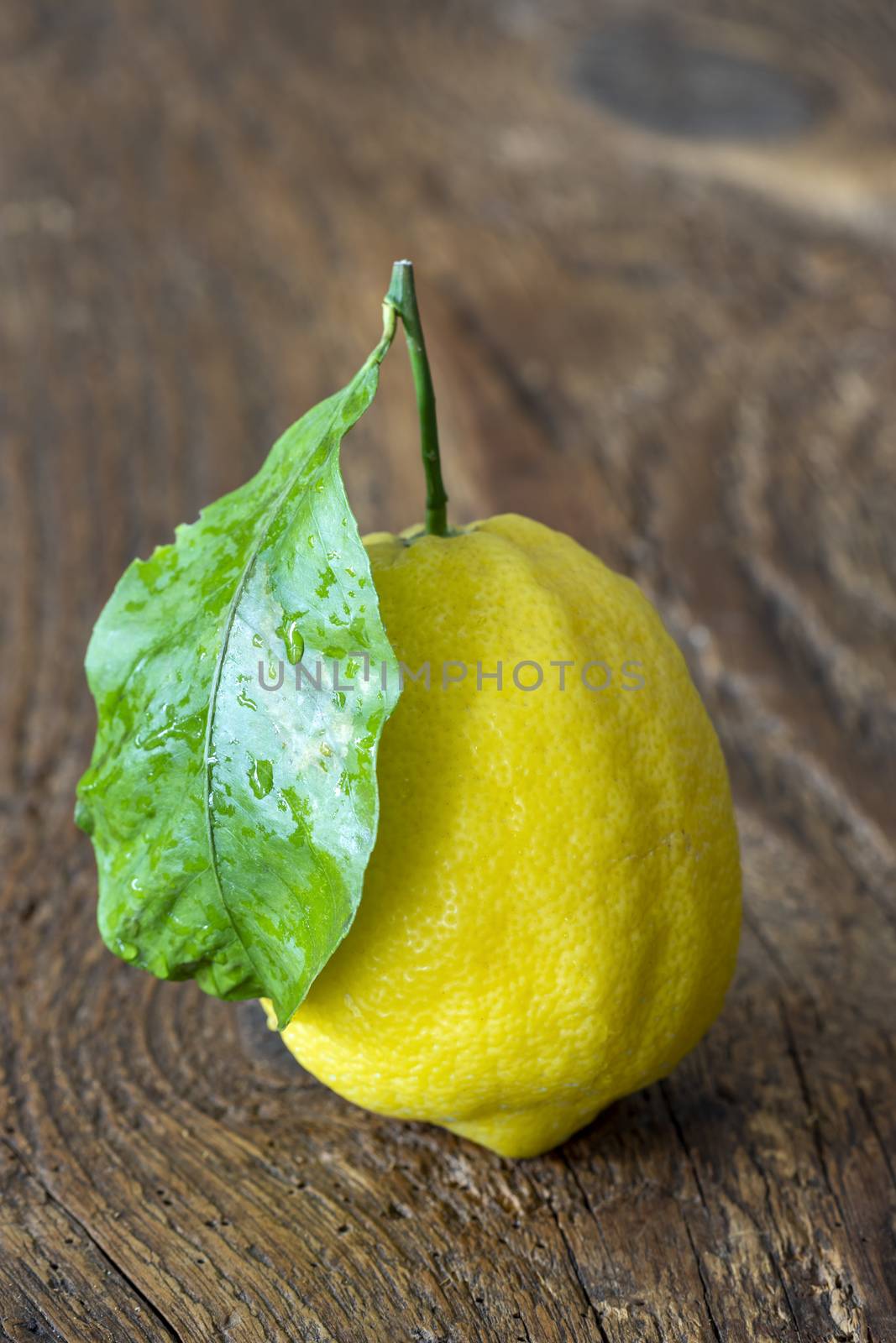 closeup of a amalfi lemon