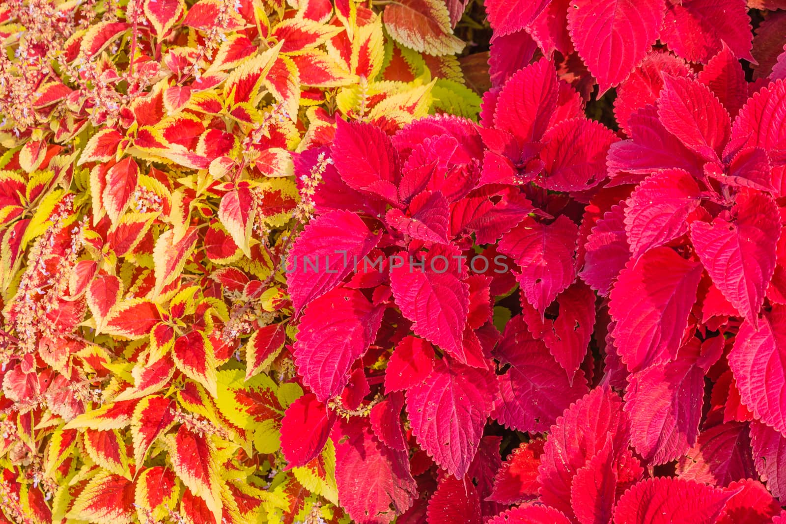 close-up of the yellow and red leaves of the Coleus plant by moorea