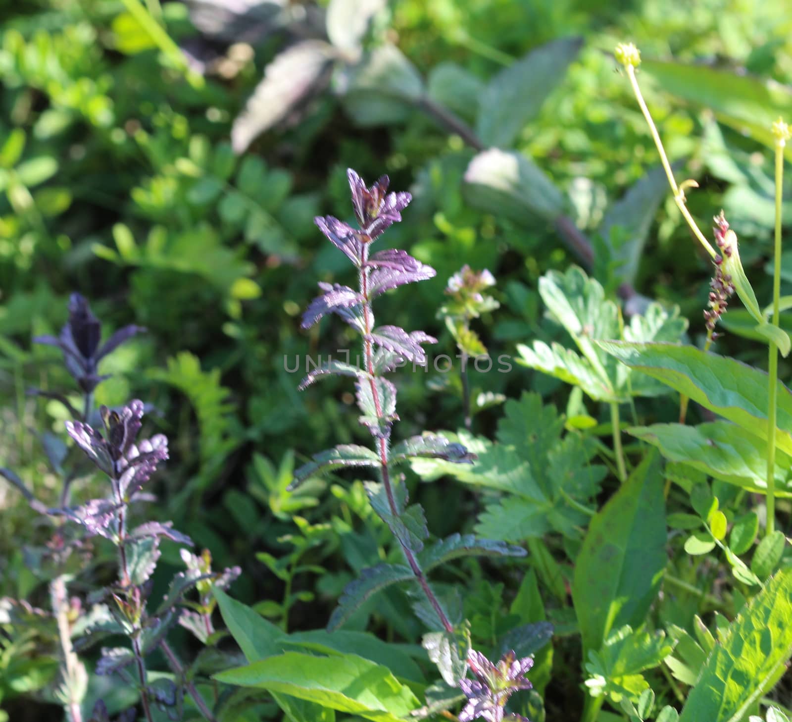 Bartsia alpina, known as alpine bartsia or velvetbells by michaelmeijer