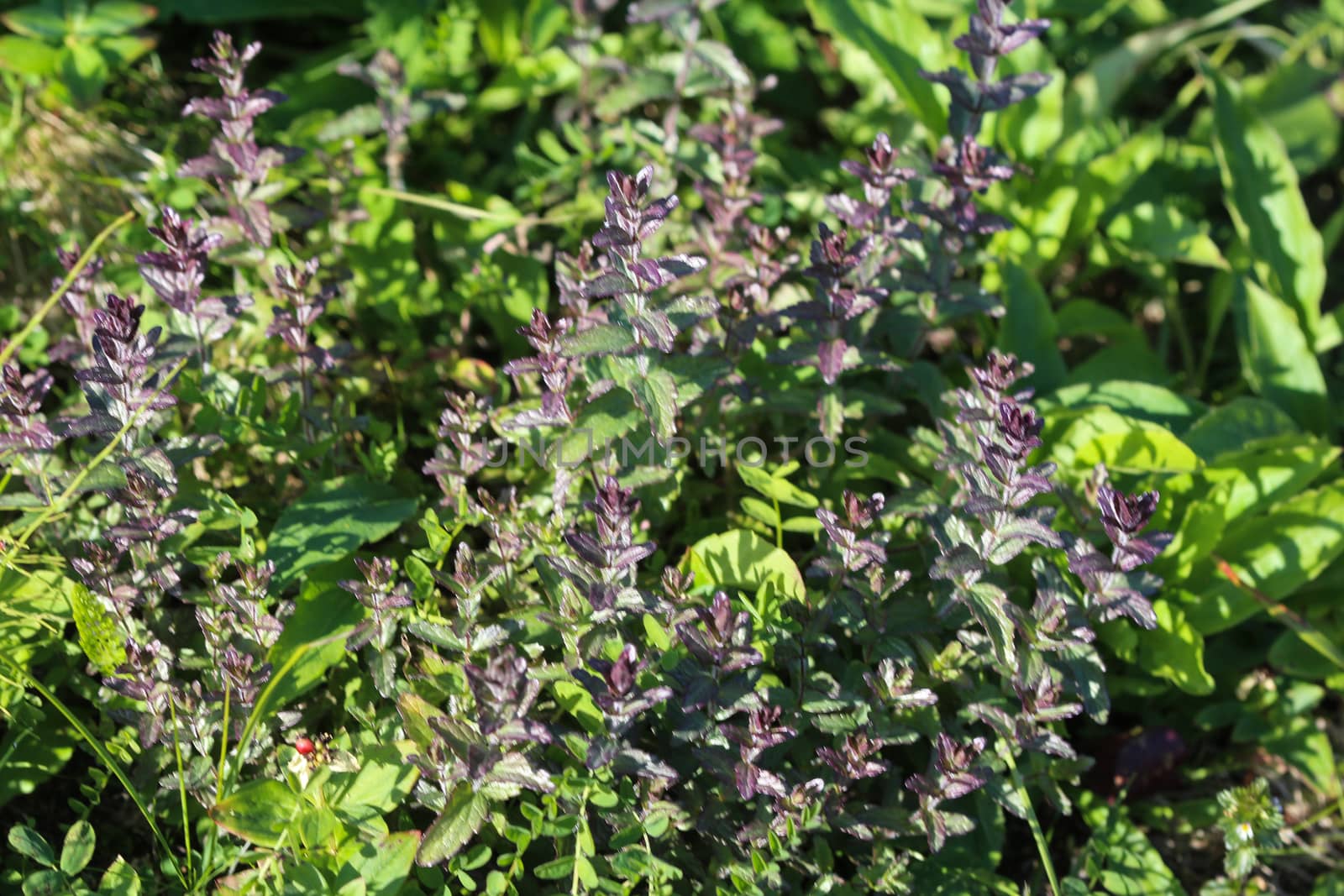 Close up of Bartsia alpina, known as alpine bartsia or velvetbells