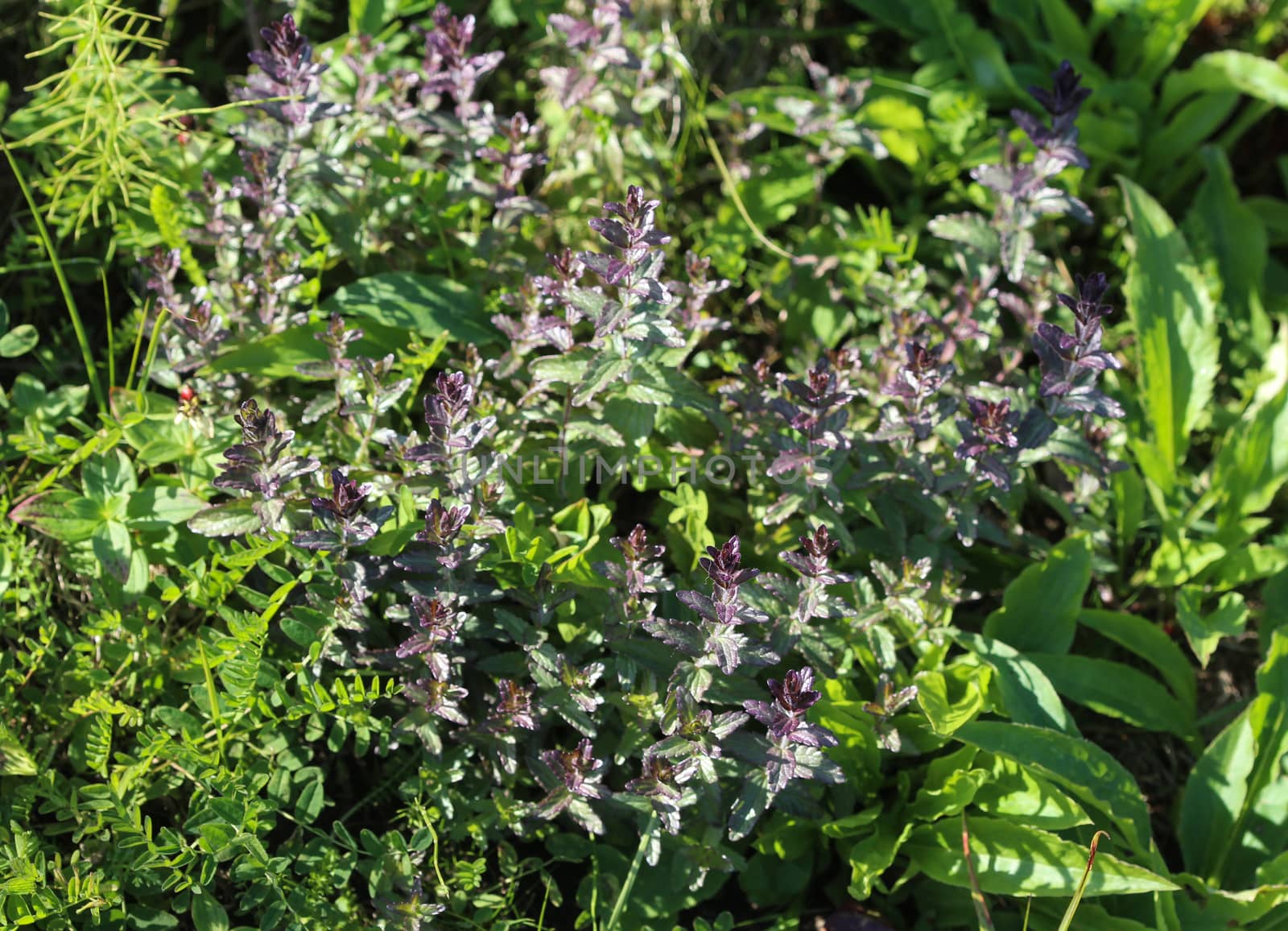 Bartsia alpina, known as alpine bartsia or velvetbells by michaelmeijer