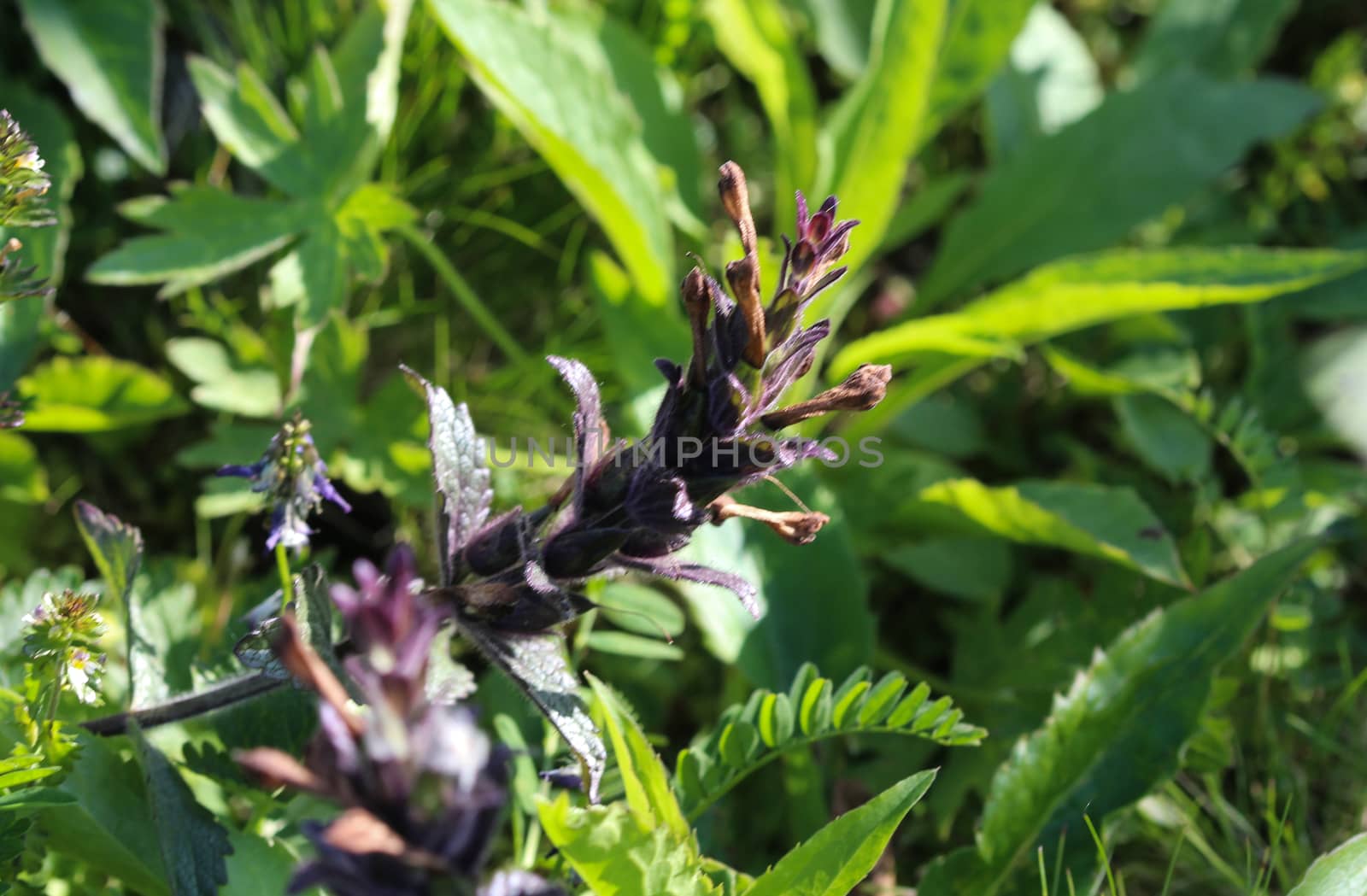 Close up of Bartsia alpina, known as alpine bartsia or velvetbells