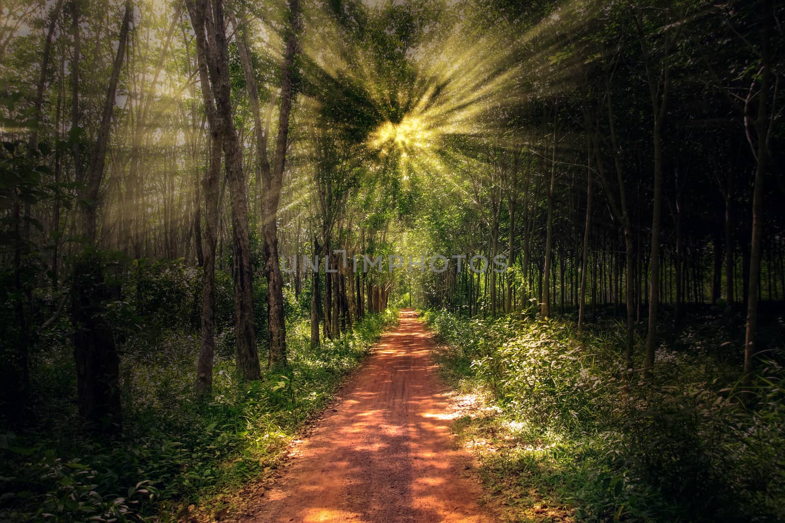 Forest pathway on a beautiful day with soft sunlight shines through the fresh green foliage.,Summer season.