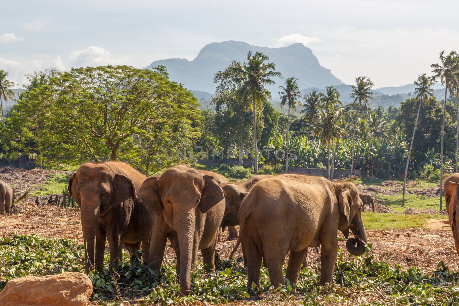 Elephant herd made up of female elephants and juvenile elephants grazing and enjoying the beautiful whether.