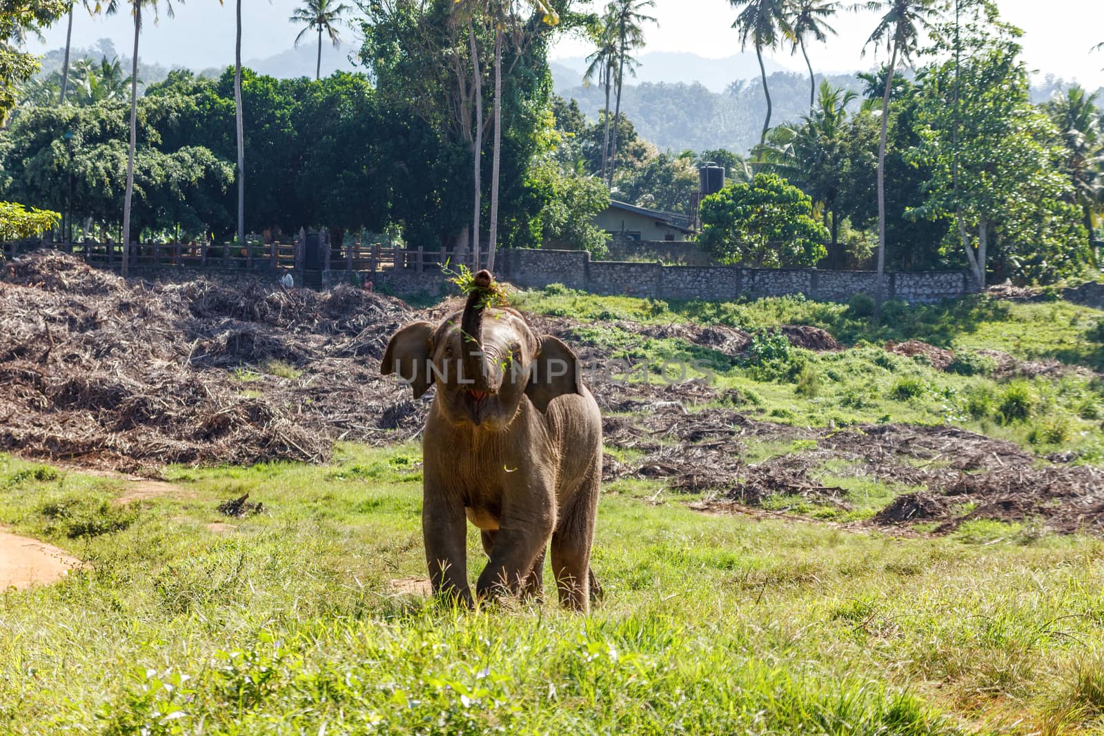 Baby juvenile elephant grazing and enjoying the beautiful whether. by dugulan