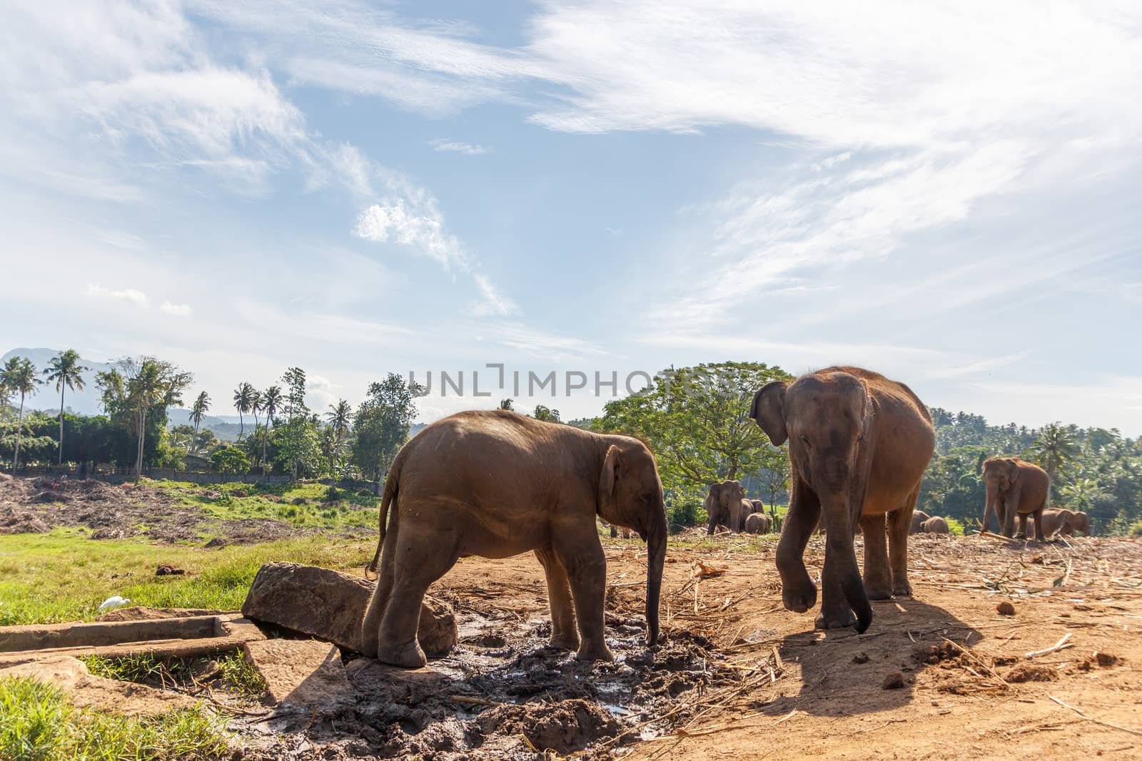 Baby juvenile elephant grazing and enjoying the beautiful whether. by dugulan