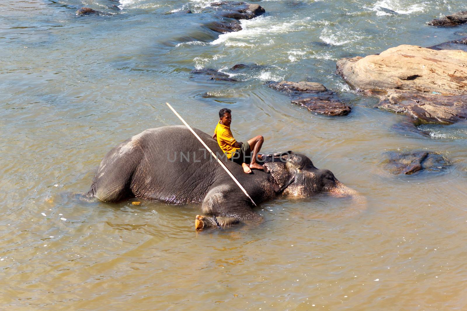 SRI LANKA - Circa 2014: Man taking a rest on an elephant that is laying on water to coll down from the extreme heat wave.