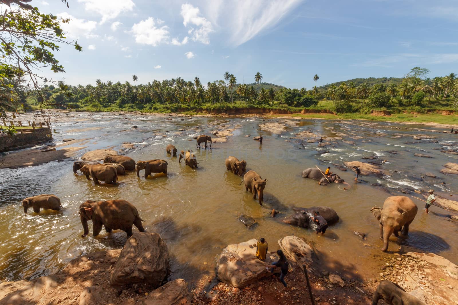Large group of elephants having a splash in a rive to cool down from extreme heat wave. Concept of wild animals living free