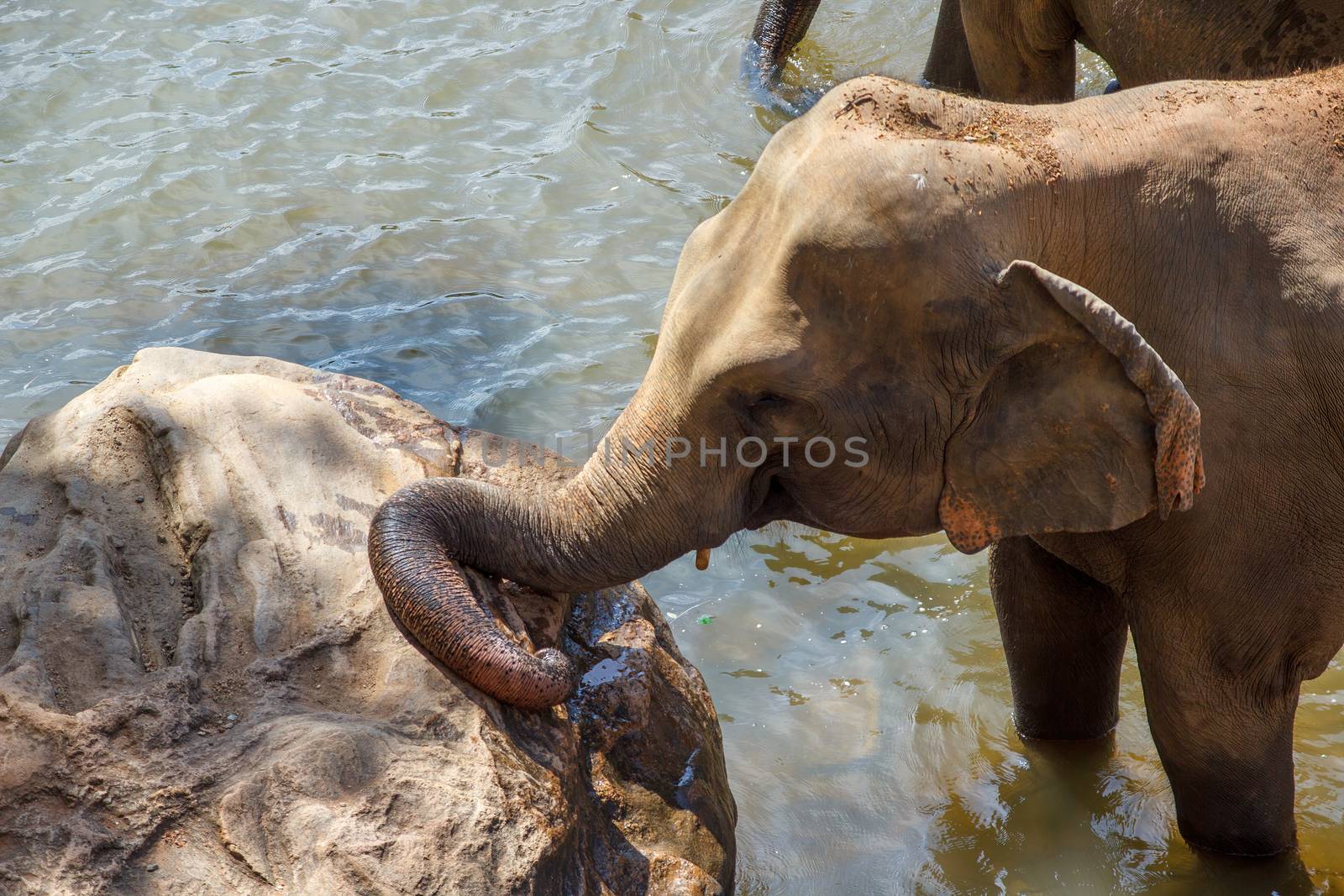 Baby elephant taking a cooling bathe in cold river water during an extremely hot day. Elephant resting his trunk on a bolder. Concept of wild animals living free. by dugulan