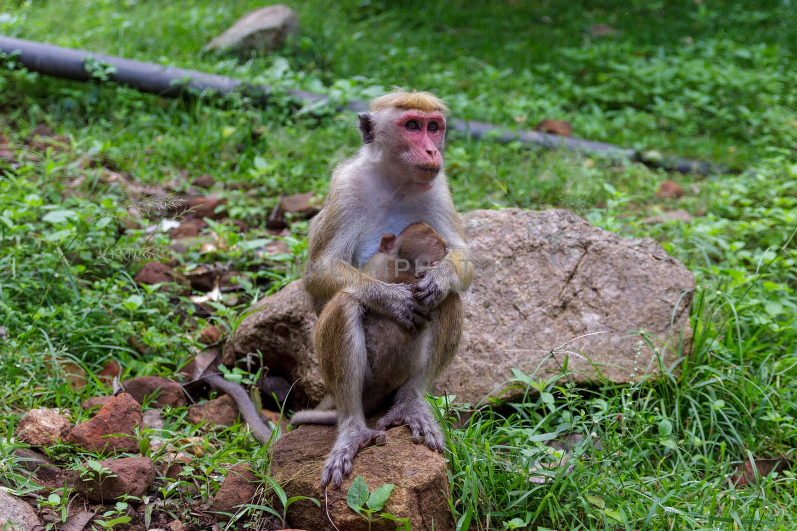 Urban monkey sits on a rock and relax in the sun. Concept of animal care, travel and wildlife observation.Urban animals concept.