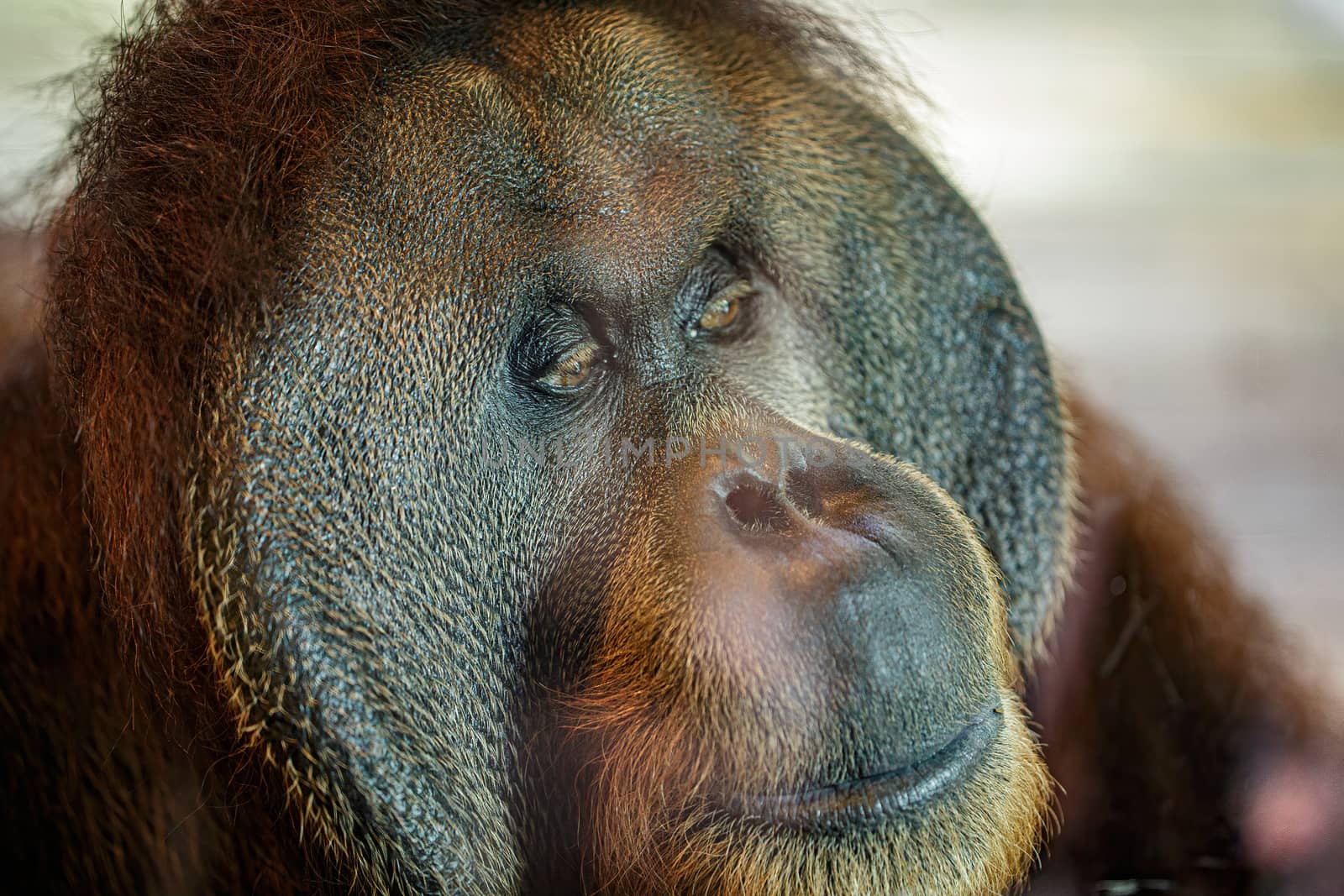 Bornean orangutan (Pongo pygmaeus) is a species of orangutan native to the island of Borneo. Is a critically endangered species, with deforestation, palm oil plantations, and hunting by dugulan