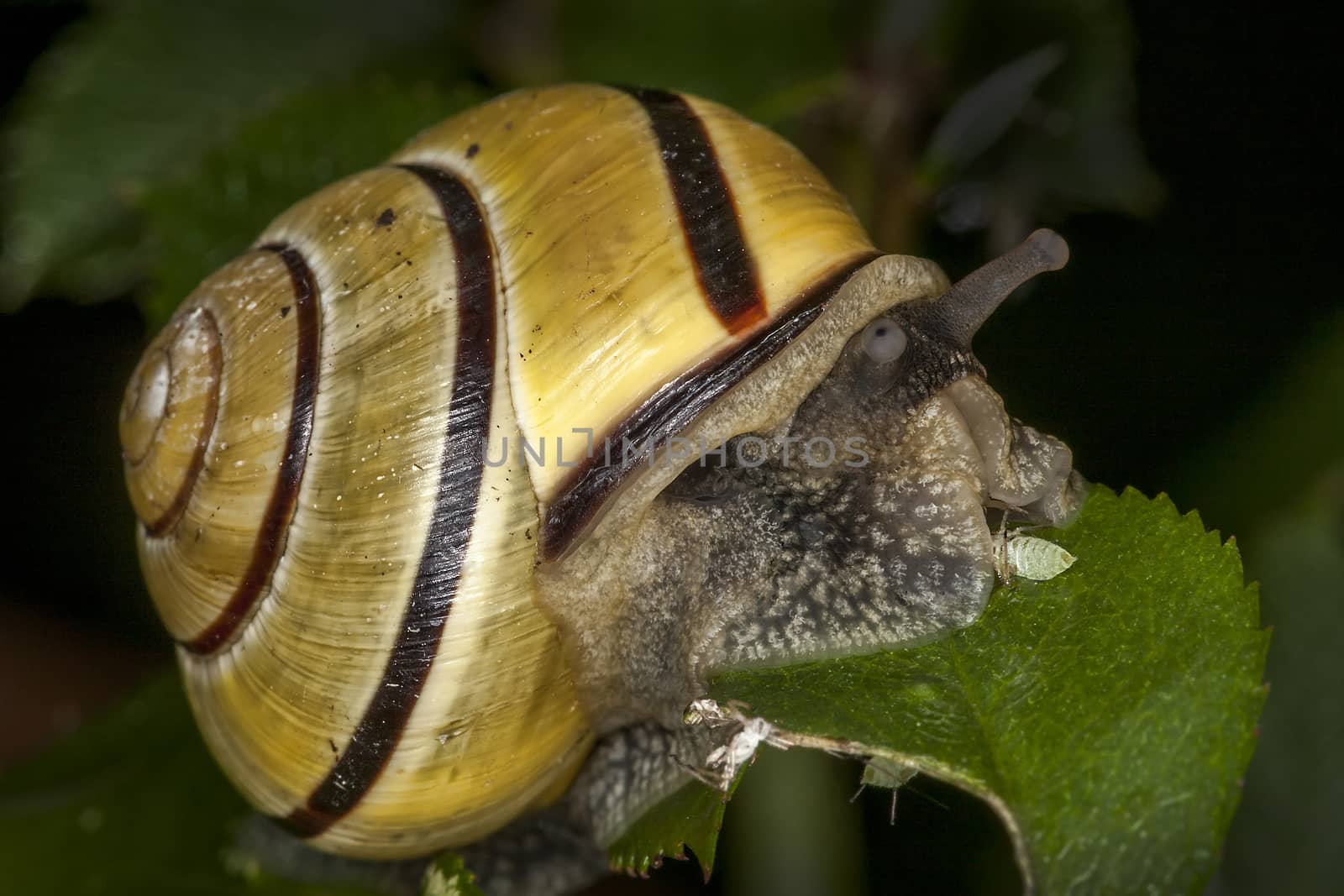 Garden snail which is a mollusc gastropod insect  by ant