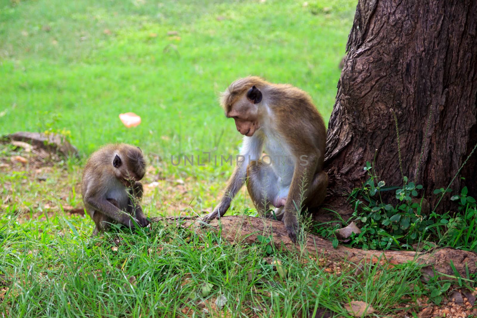 Rhesus macaques are familiar brown primates with red faces and rears. They have close-cropped hair on their heads, which accentuates their very expressive faces. Concept of urban wild animals